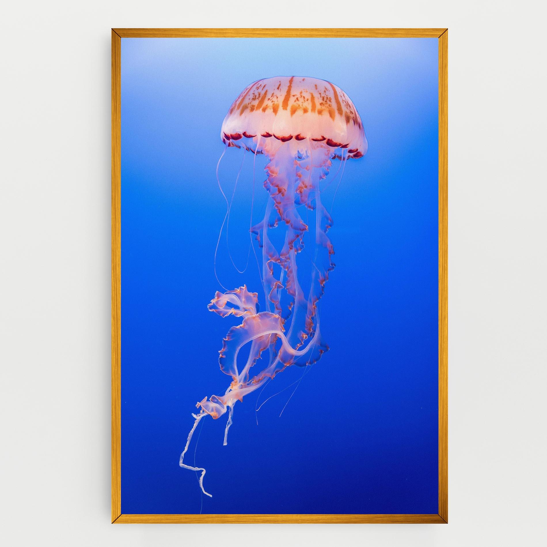 Vászonkép Pretty White Jellyfish mockup 0