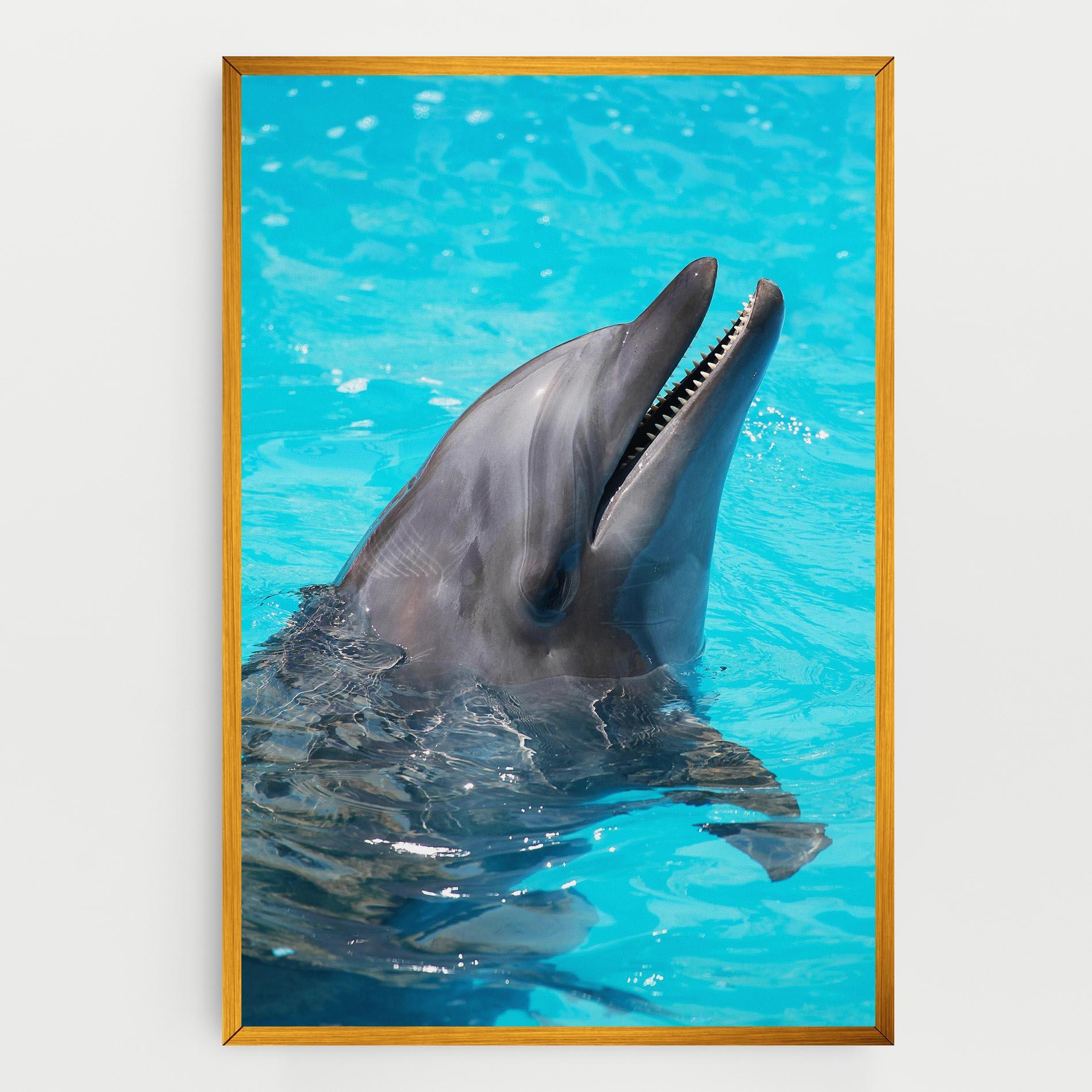 Vászonkép Trained Dolphin mockup 0