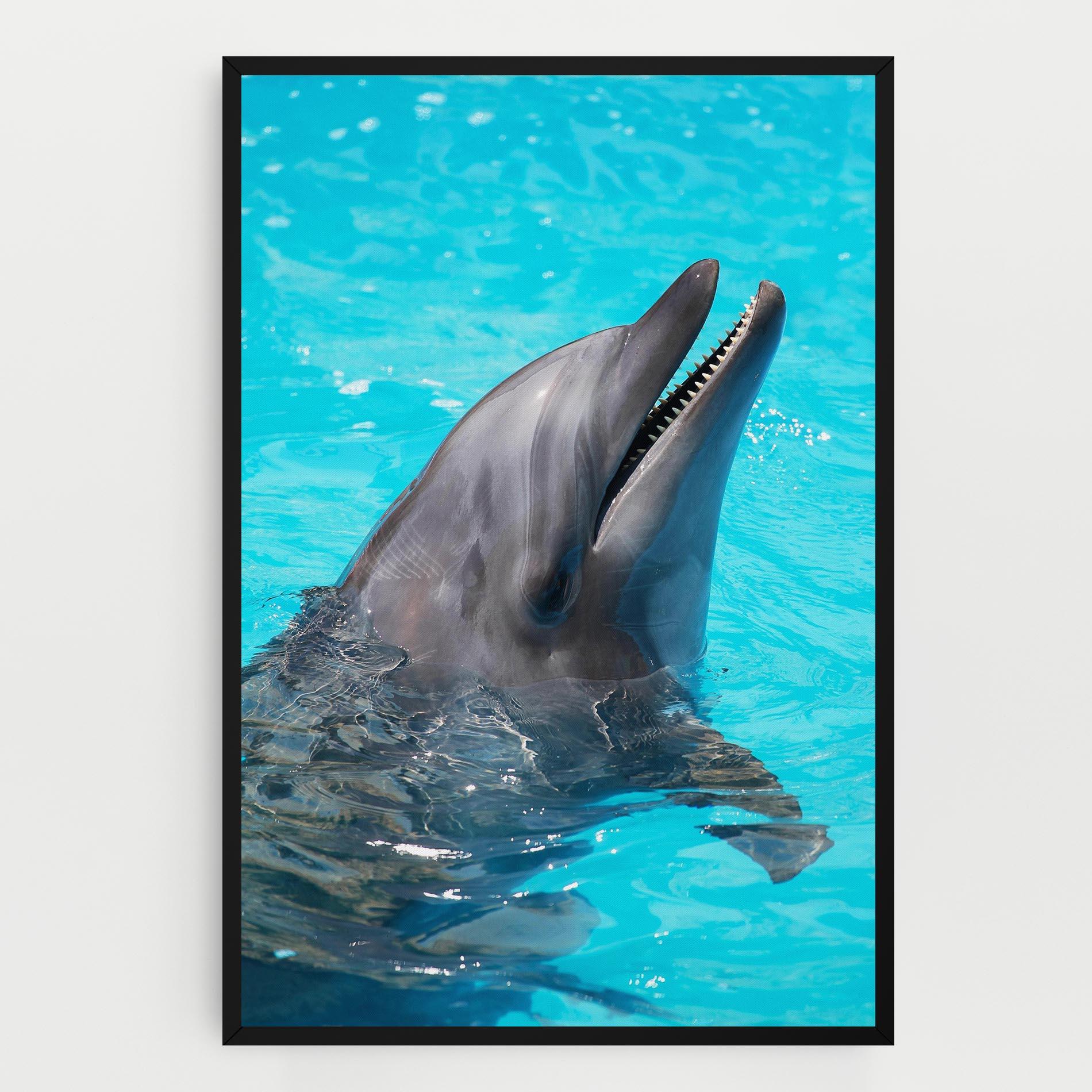 Vászonkép Trained Dolphin mockup 0
