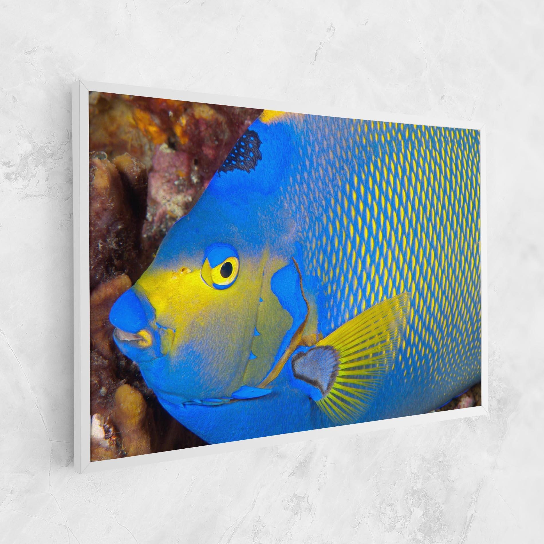 Vászonkép Blue Yellow Fish mockup 1