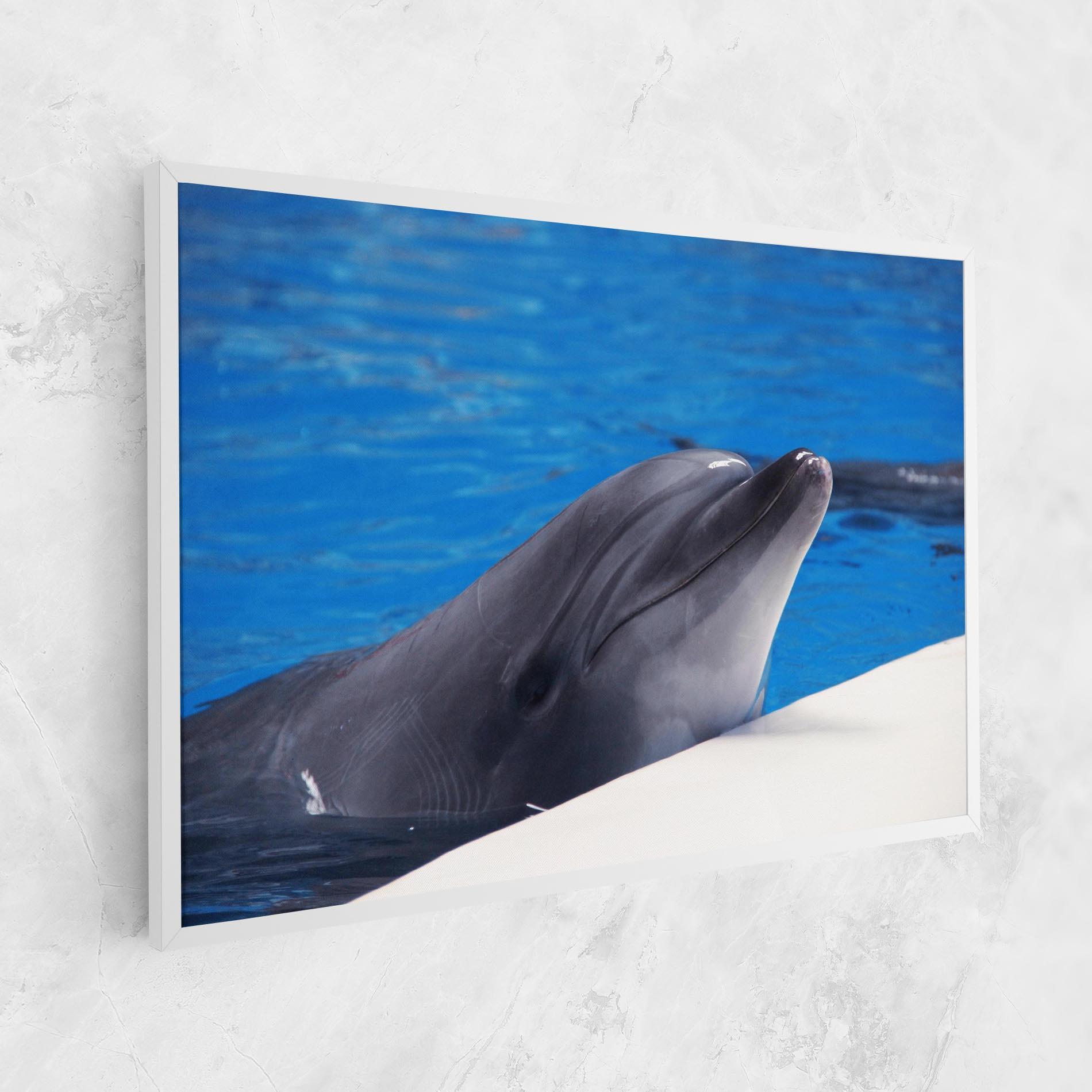 Vászonkép Cute Dolphin mockup 1