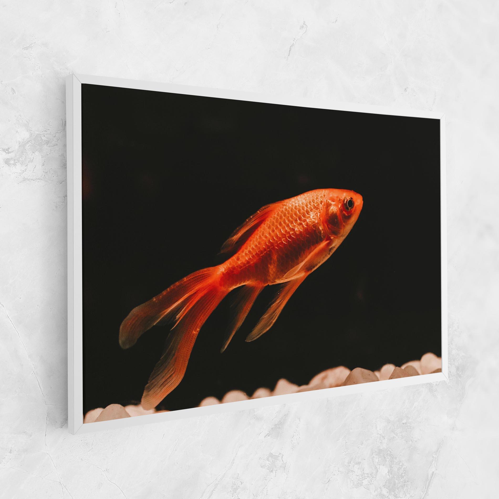 Vászonkép Small Orange Fish mockup 1