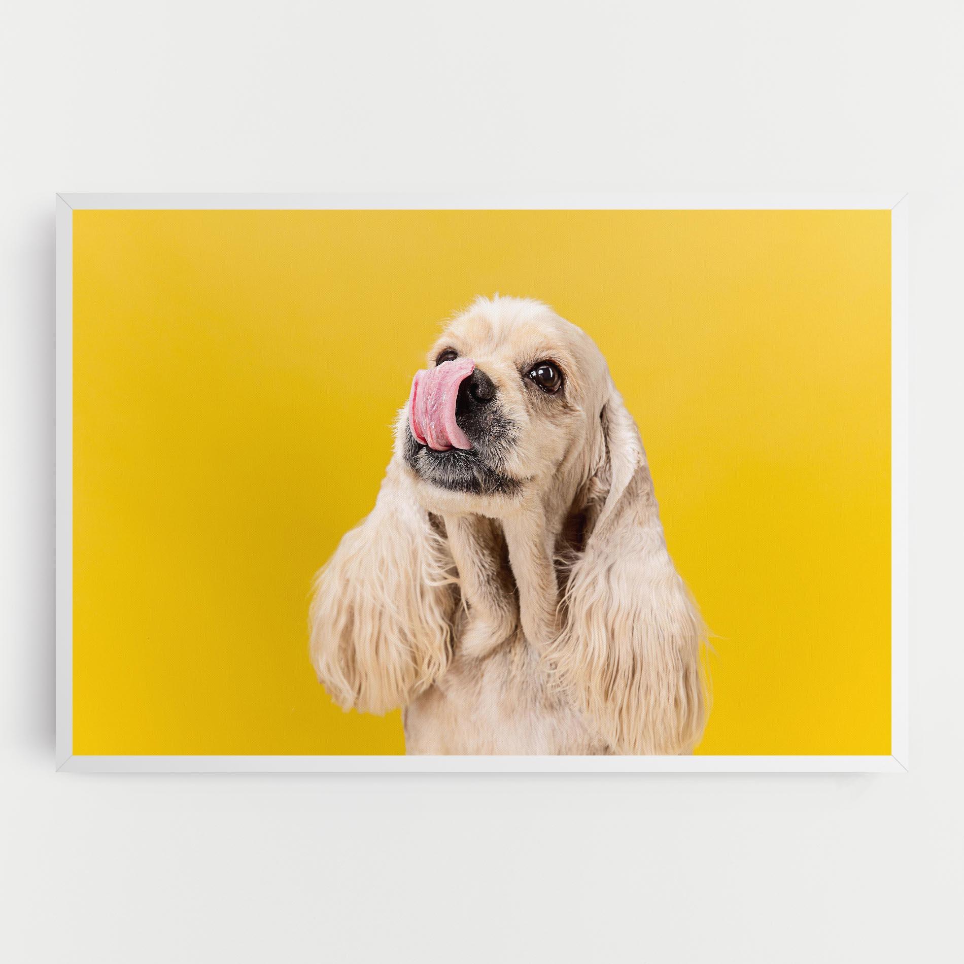 Vászonkép American Spaniel mockup 0