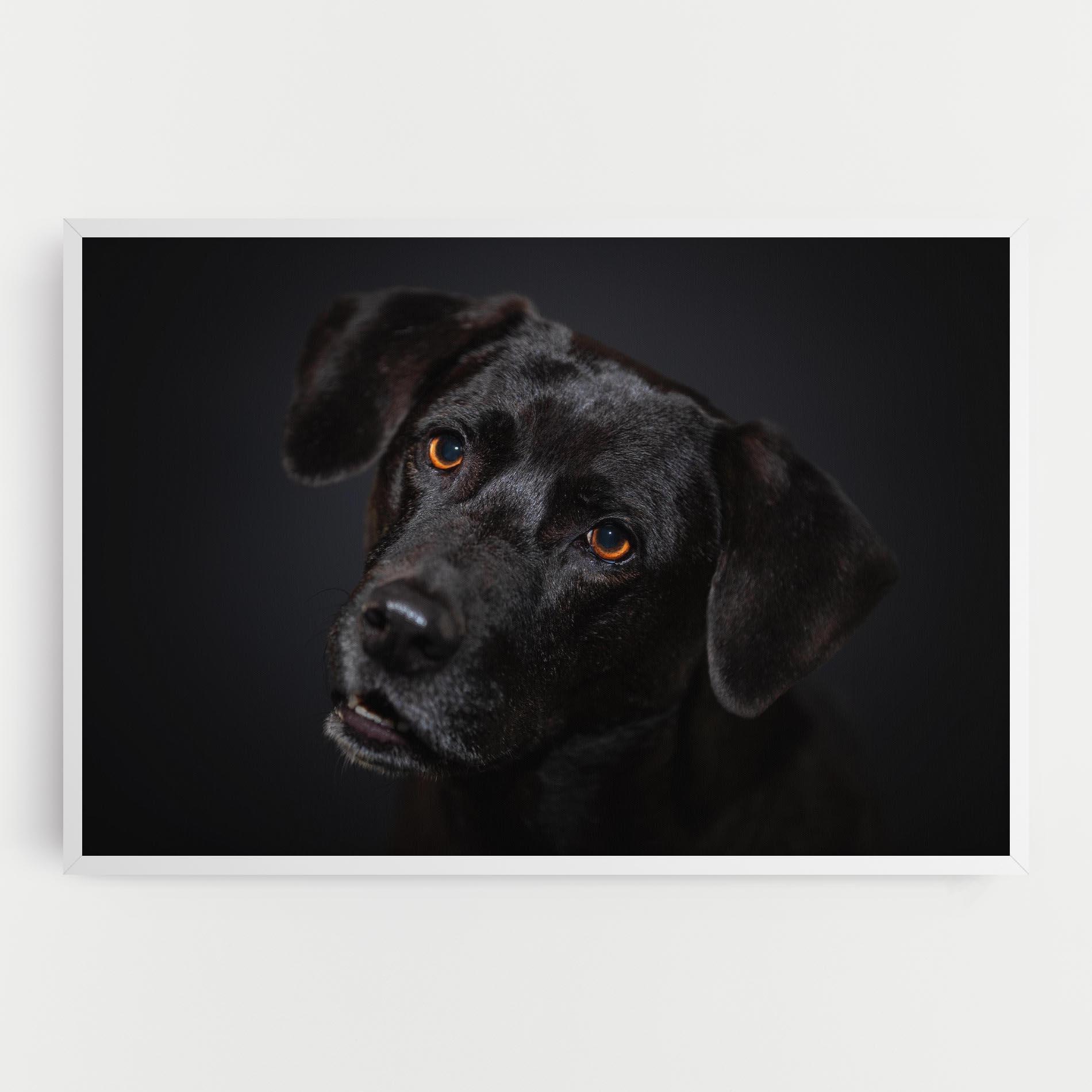Vászonkép Black Dog Portrait mockup 0
