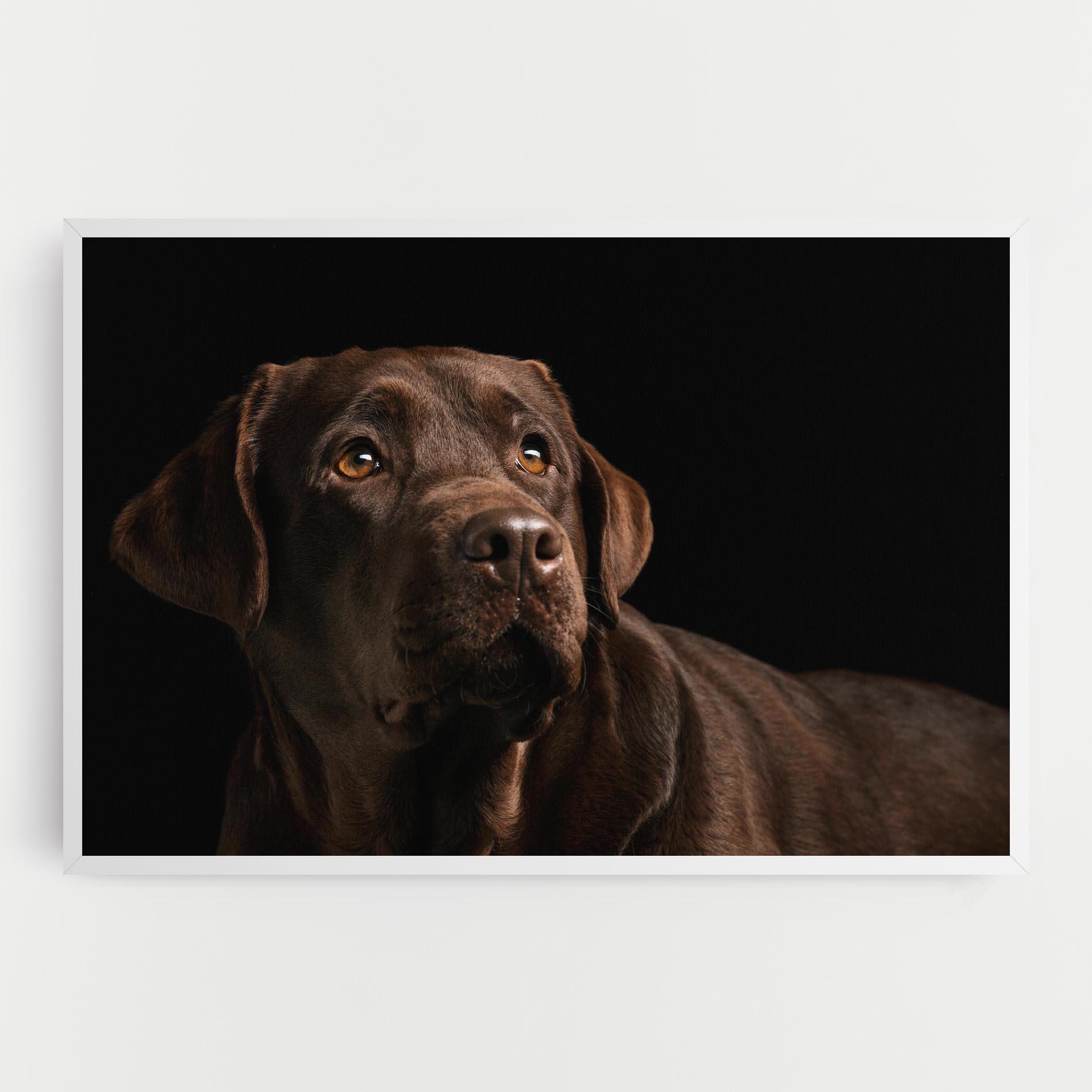 Vászonkép Brown Labrador mockup 0