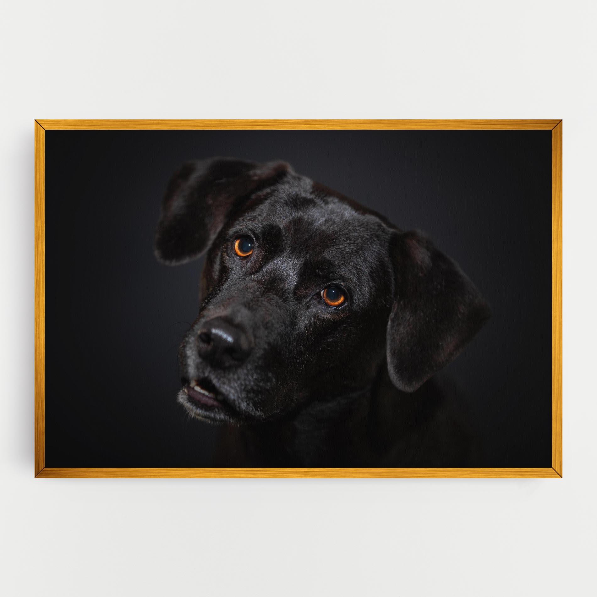 Vászonkép Black Dog Portrait mockup 0