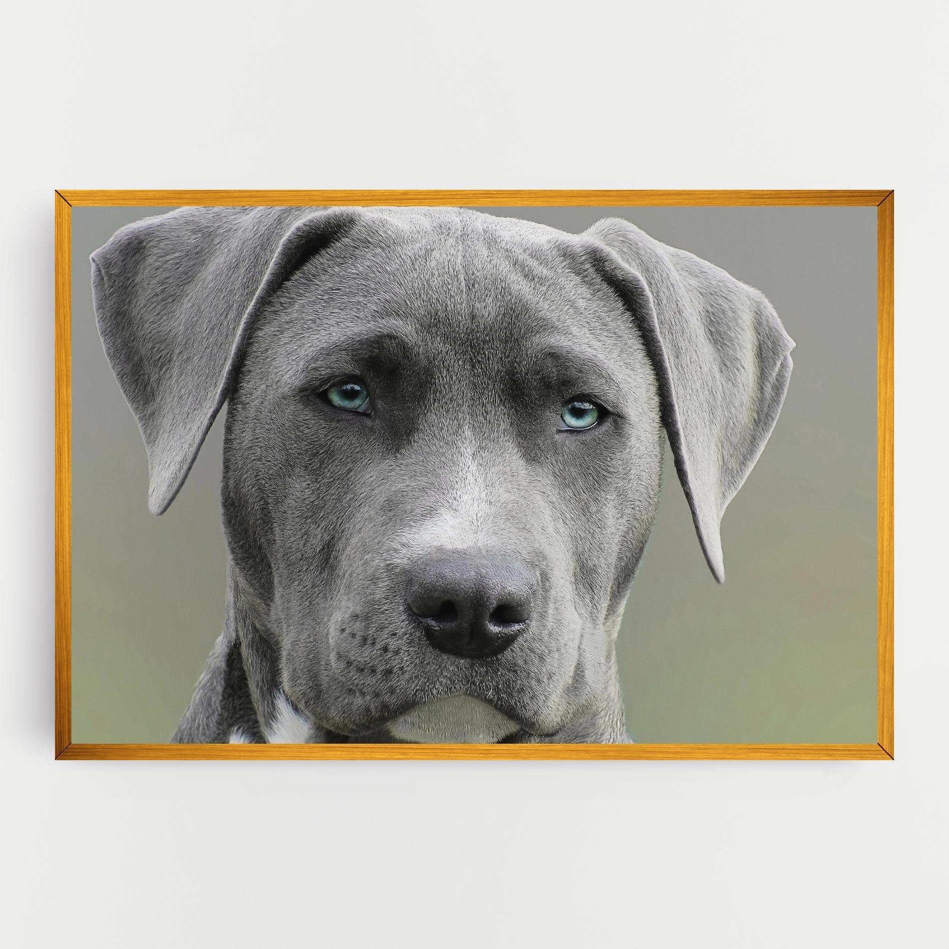 Vászonkép Blue Eyes Dog mockup 0