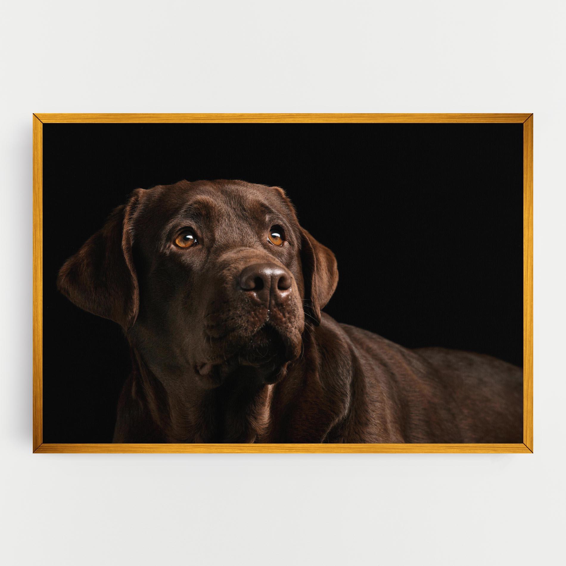 Vászonkép Brown Labrador mockup 0