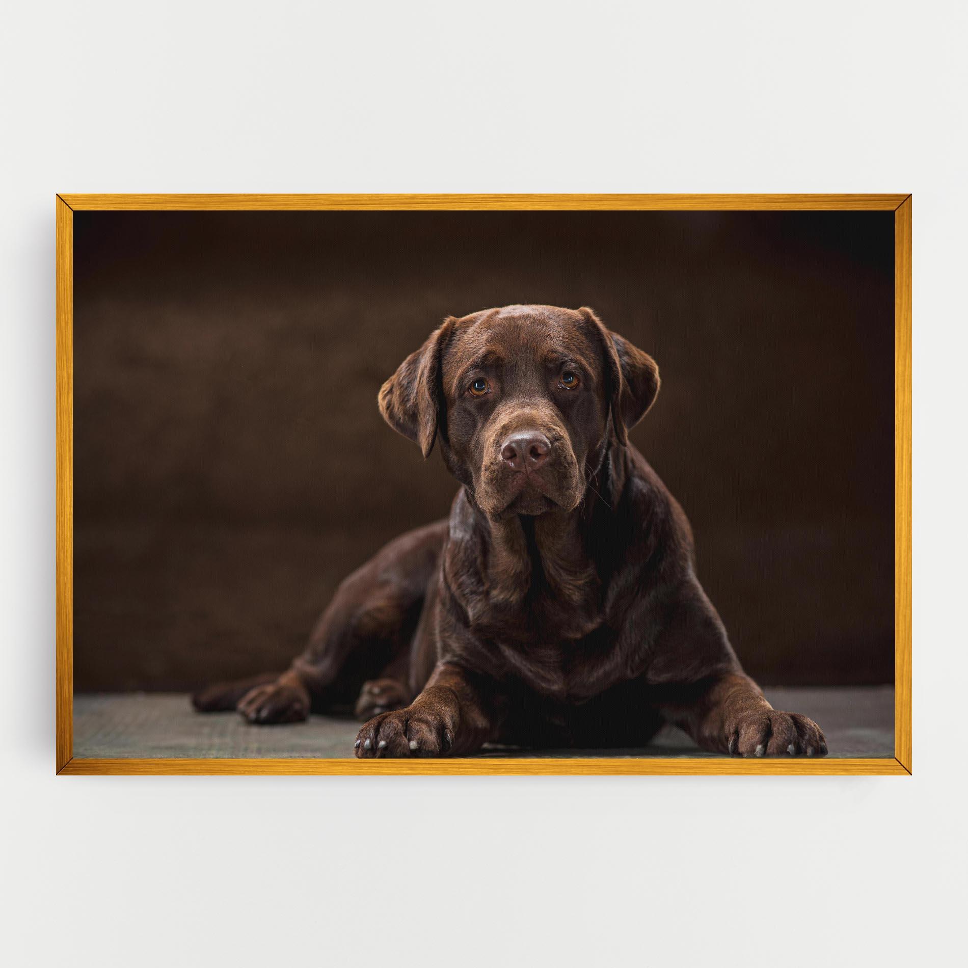 Vászonkép Cute Brown Labrador mockup 0