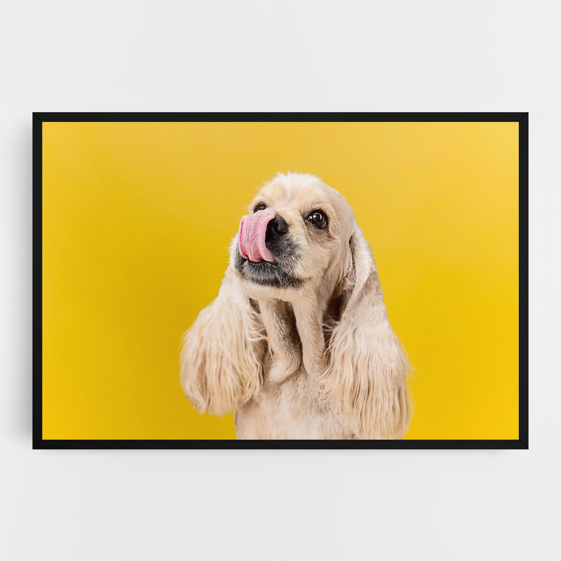 Vászonkép American Spaniel mockup 0