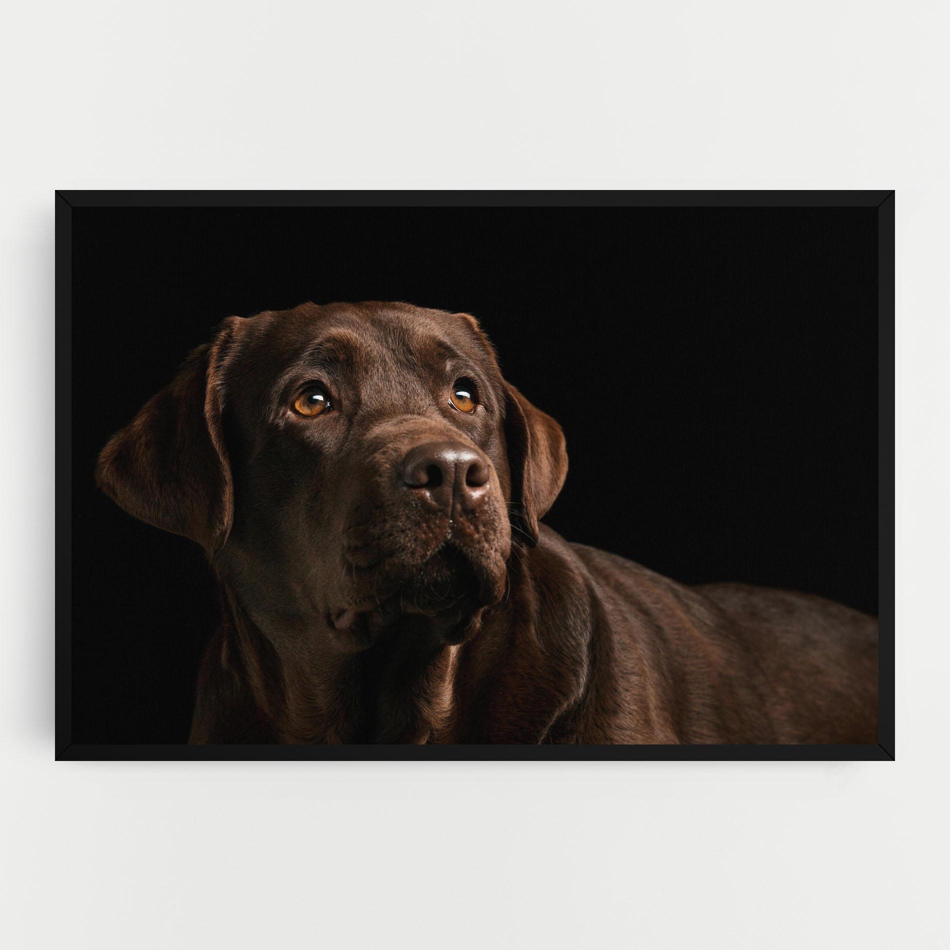 Vászonkép Brown Labrador mockup 0
