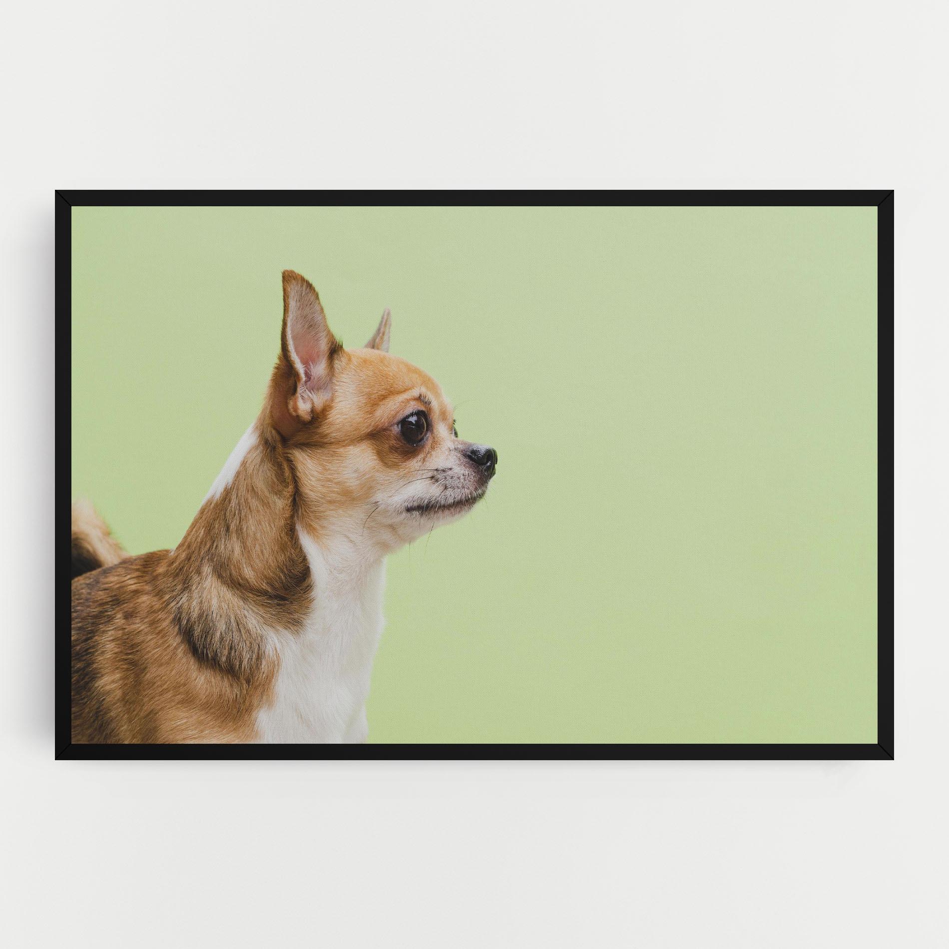 Vászonkép Chihuahua Dog mockup 0