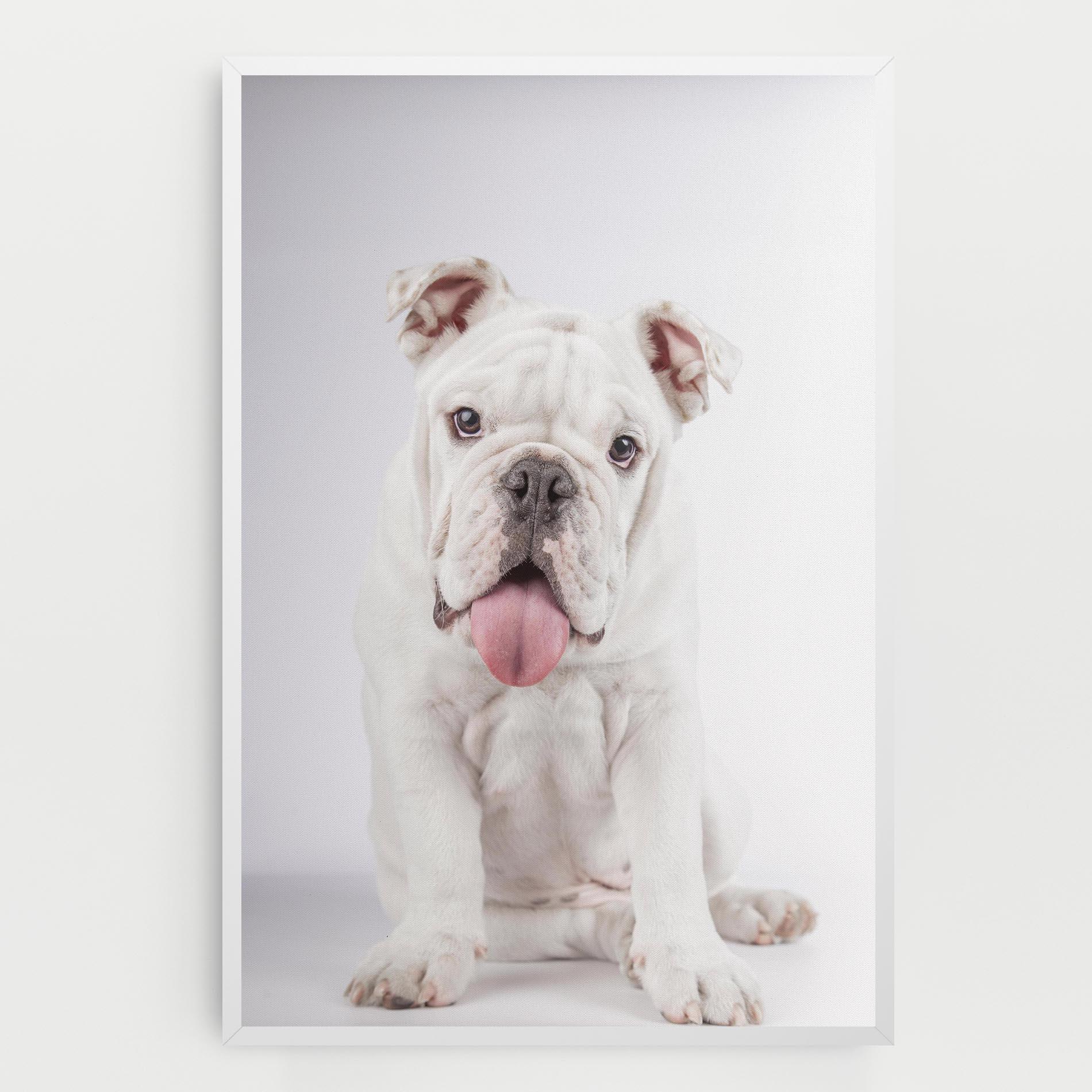 Vászonkép English Bulldog mockup 0