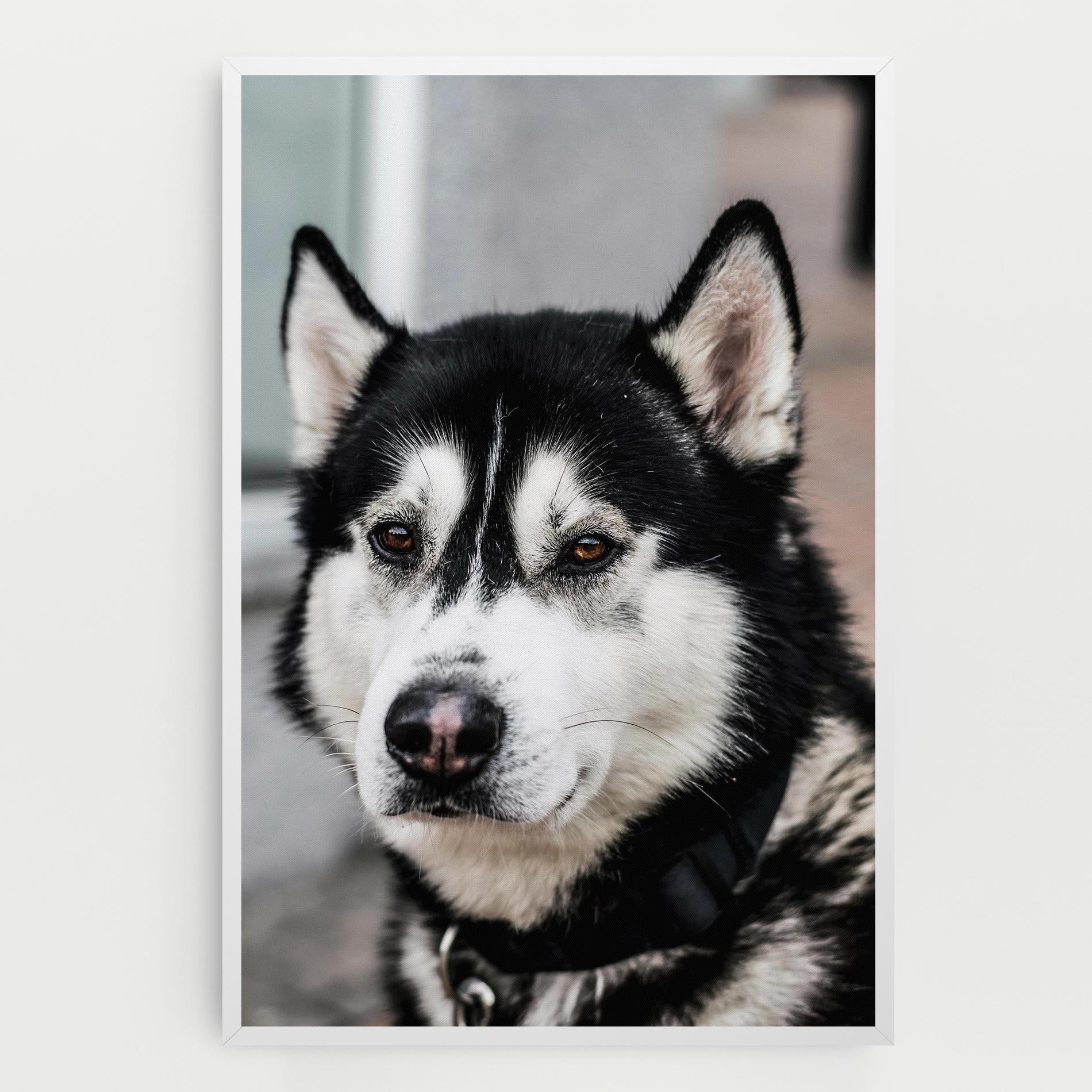 Vászonkép Husky Dog mockup 0