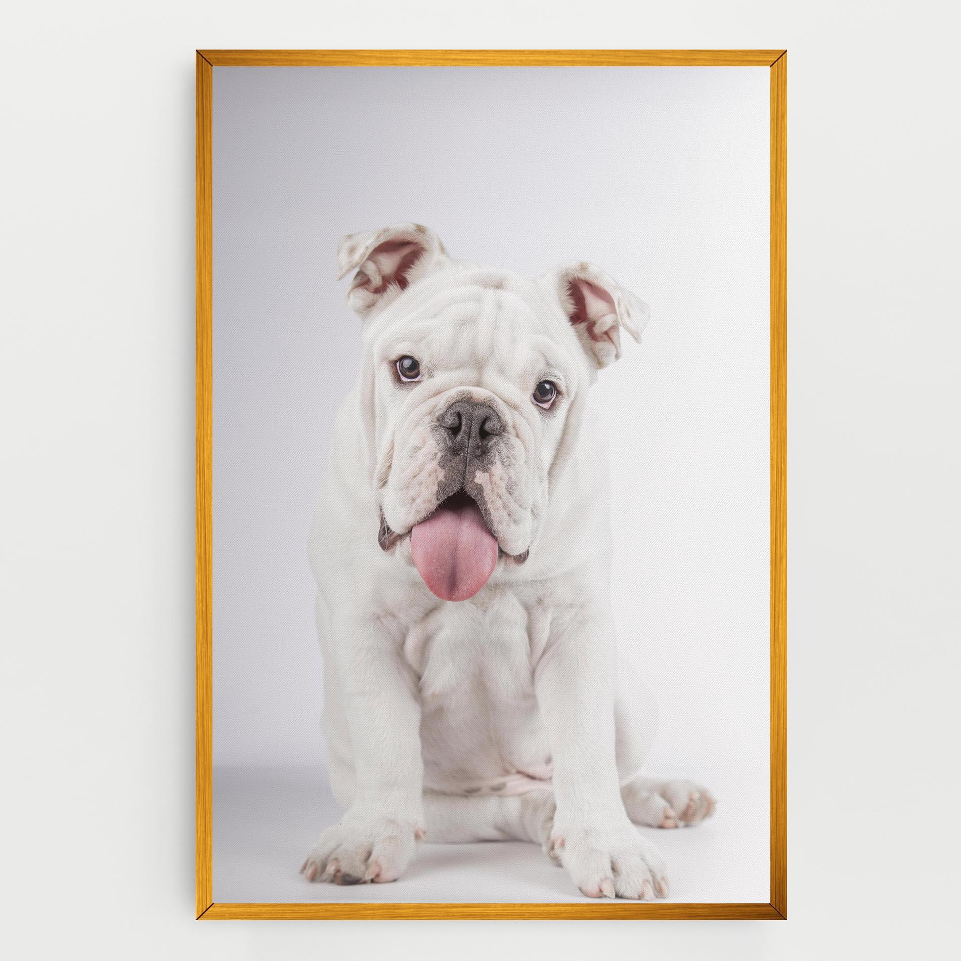 Vászonkép English Bulldog mockup 0
