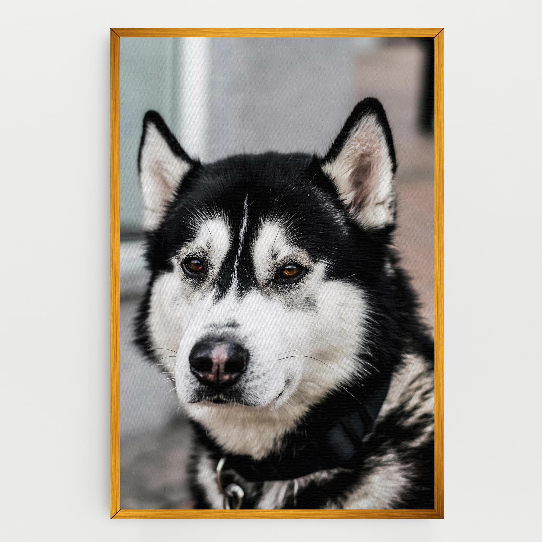 Vászonkép Husky Dog mockup 0
