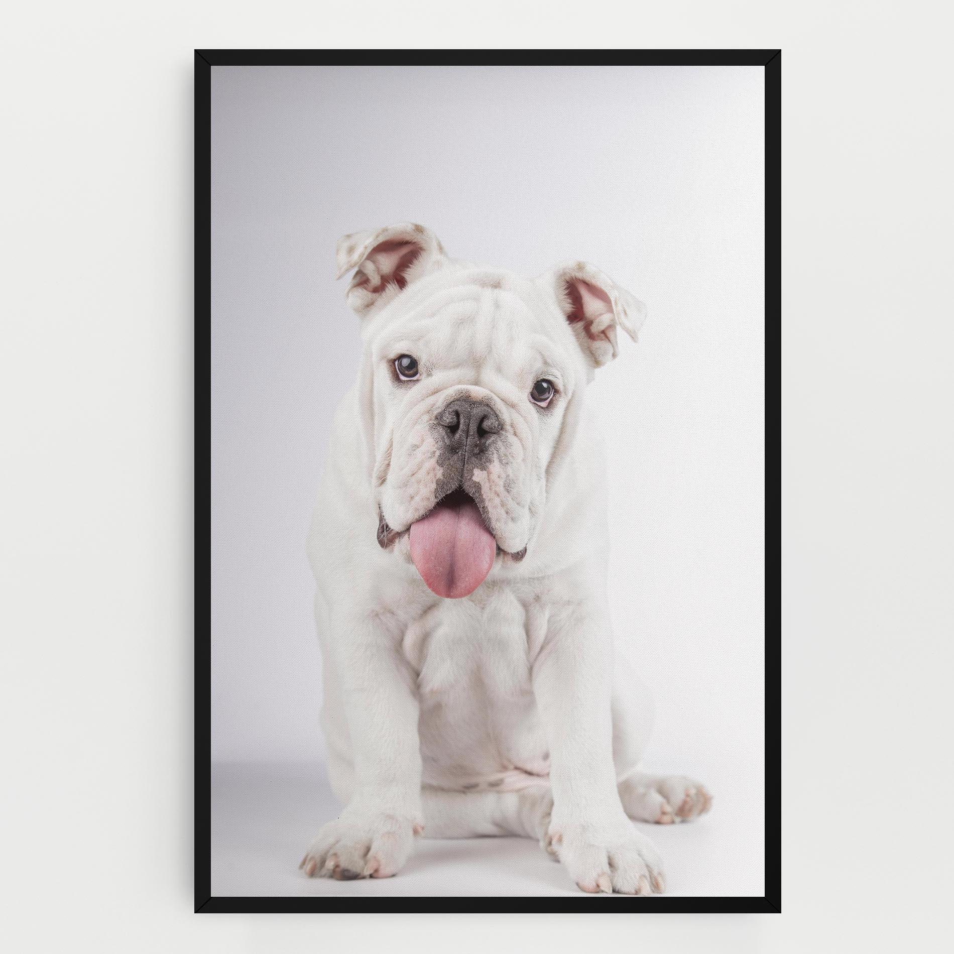 Vászonkép English Bulldog mockup 0