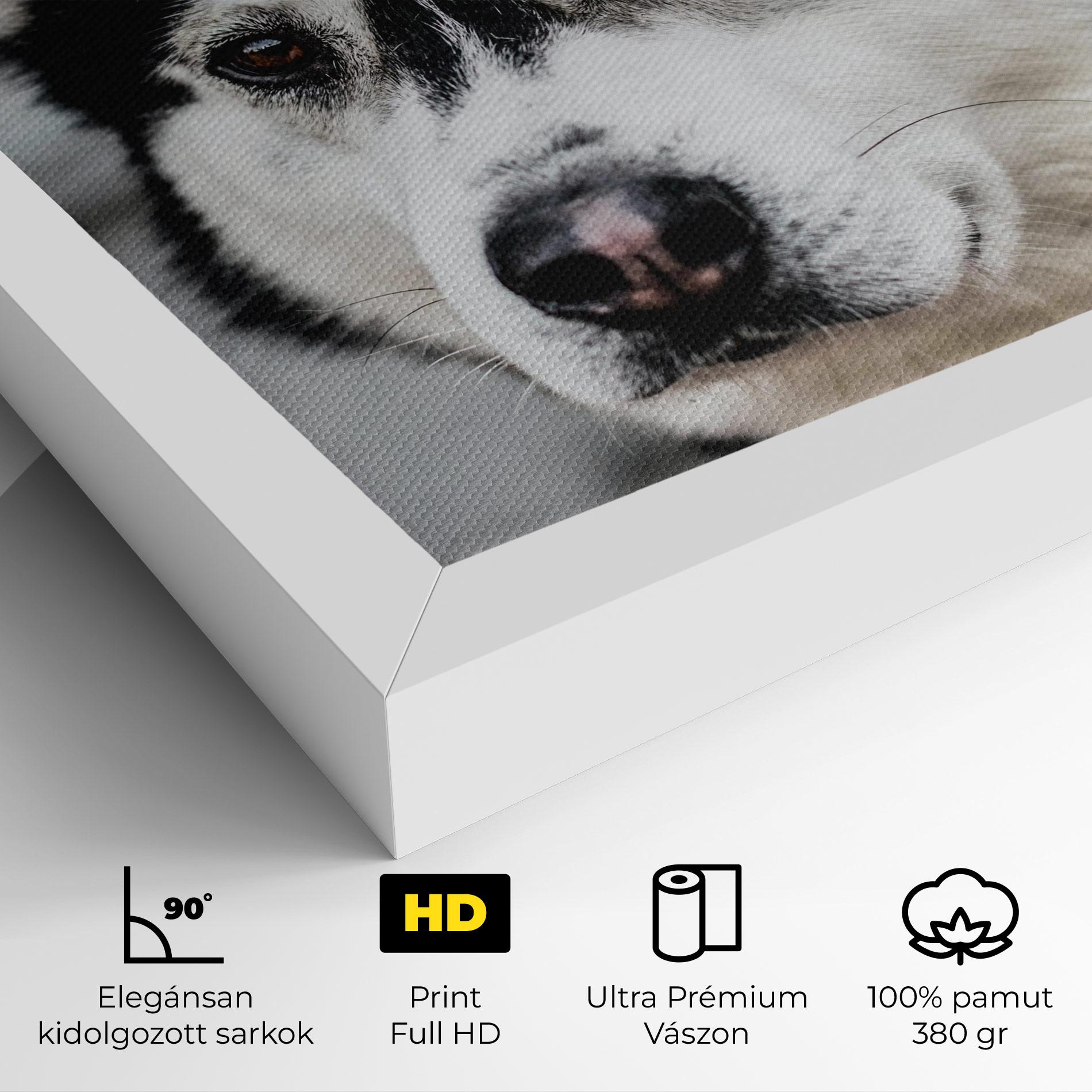Vászonkép Husky Dog mockup 4