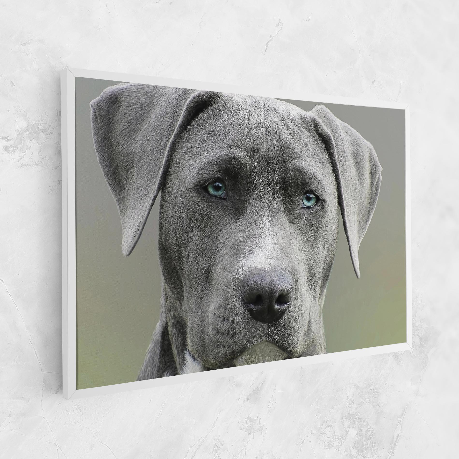 Vászonkép Blue Eyes Dog mockup 1