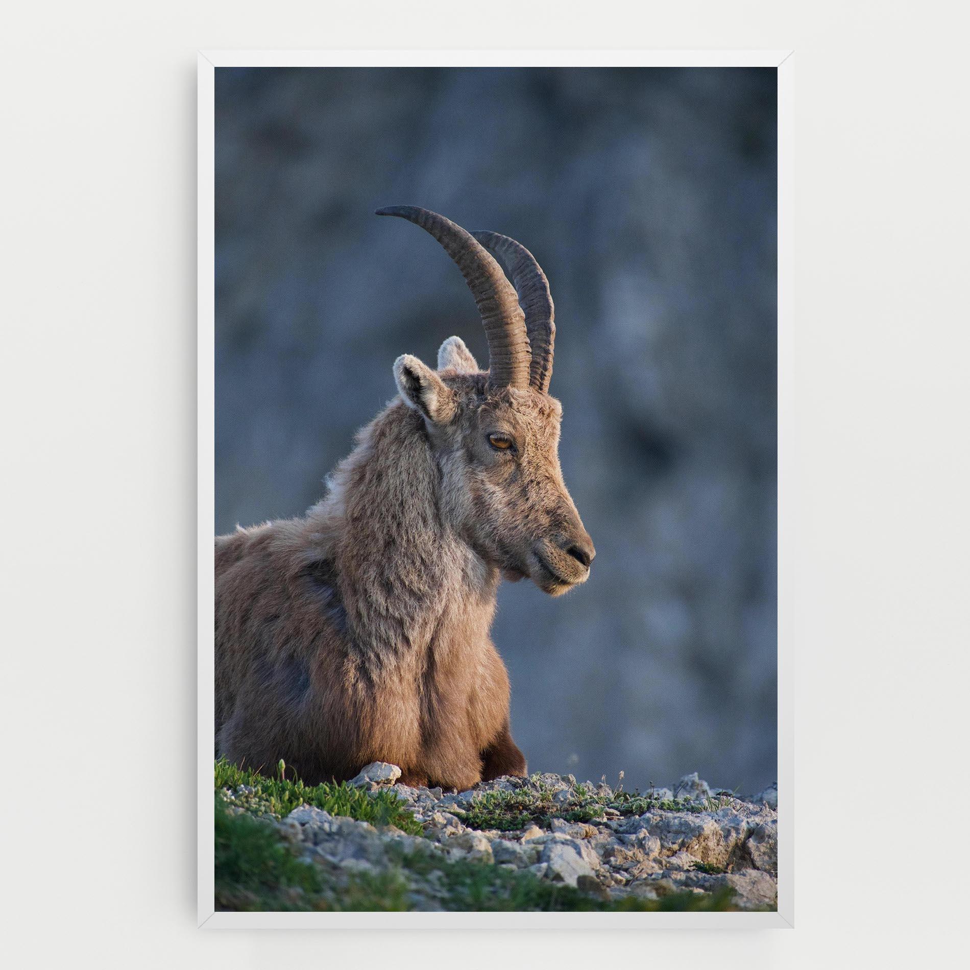 Vászonkép Mountain Goat mockup 0