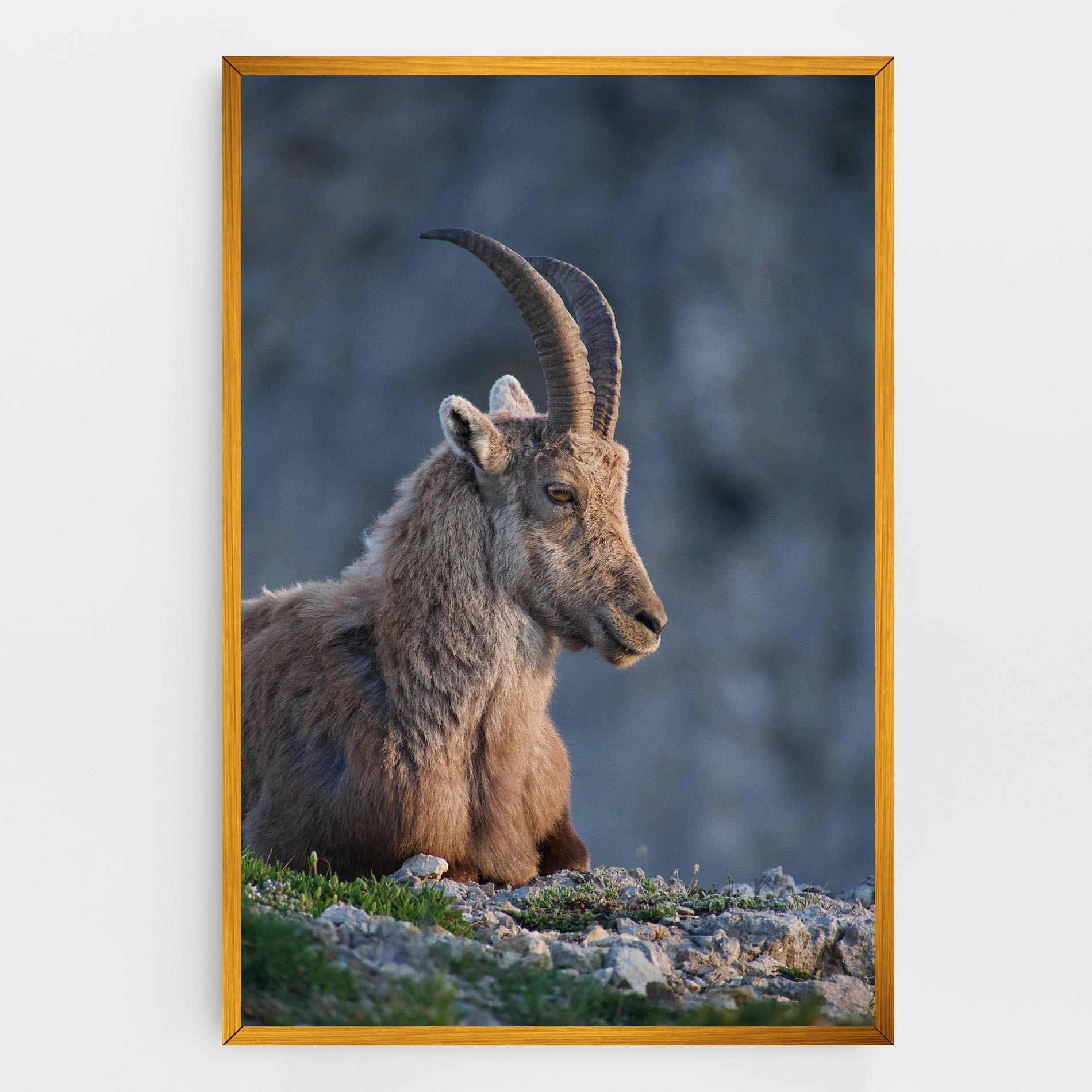 Vászonkép Mountain Goat mockup 0