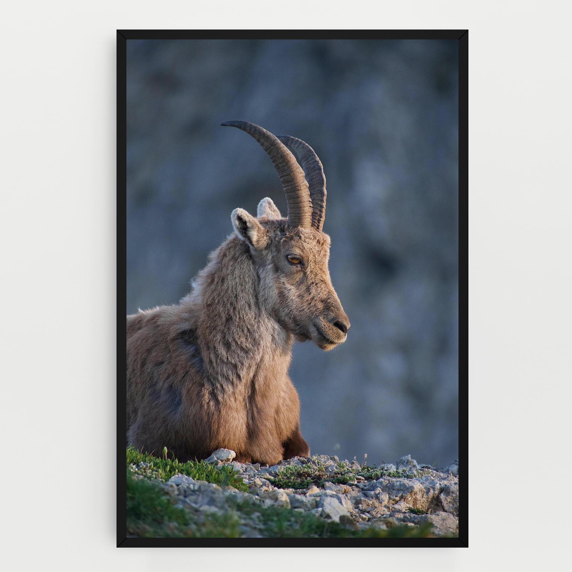 Vászonkép Mountain Goat mockup 0