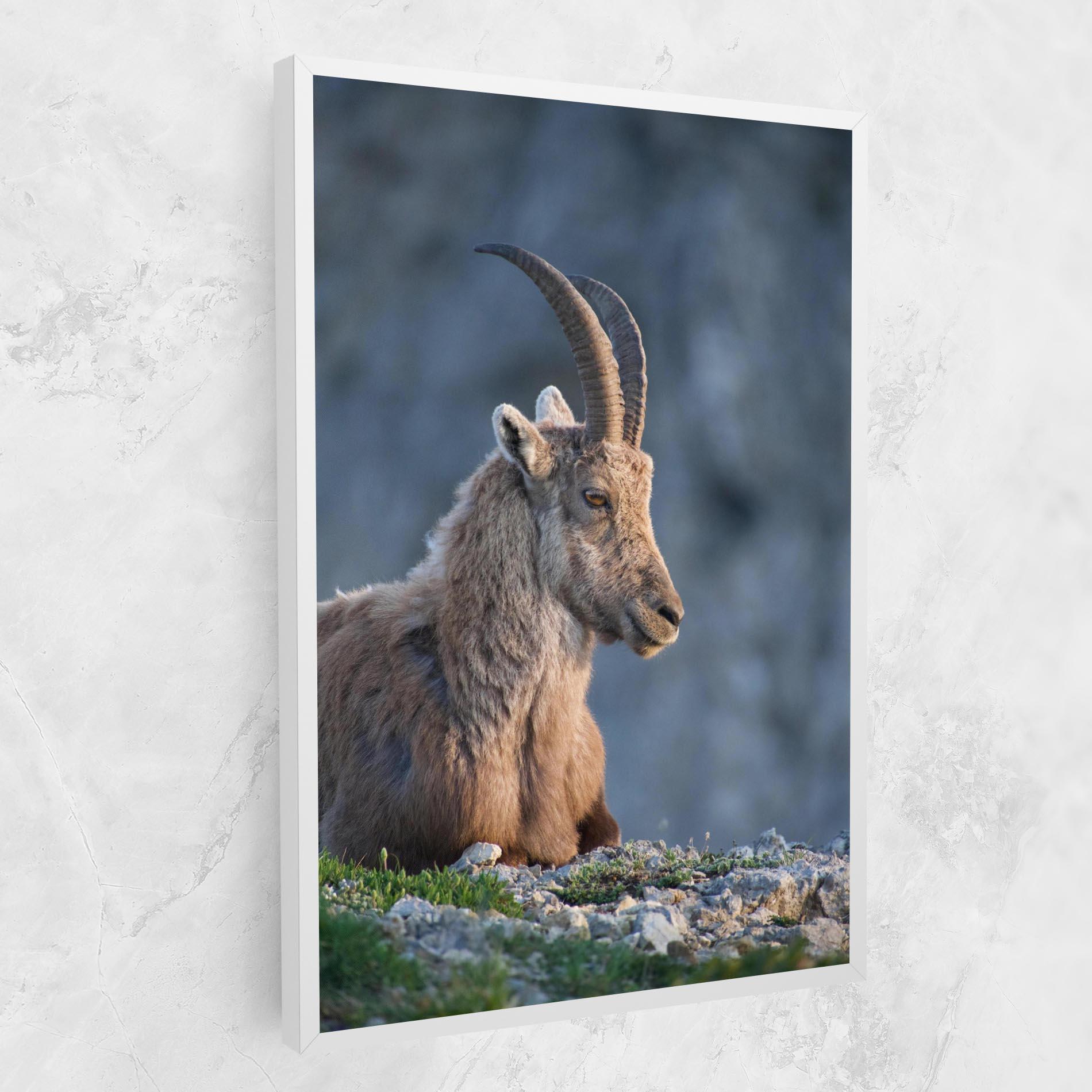 Vászonkép Mountain Goat mockup 1