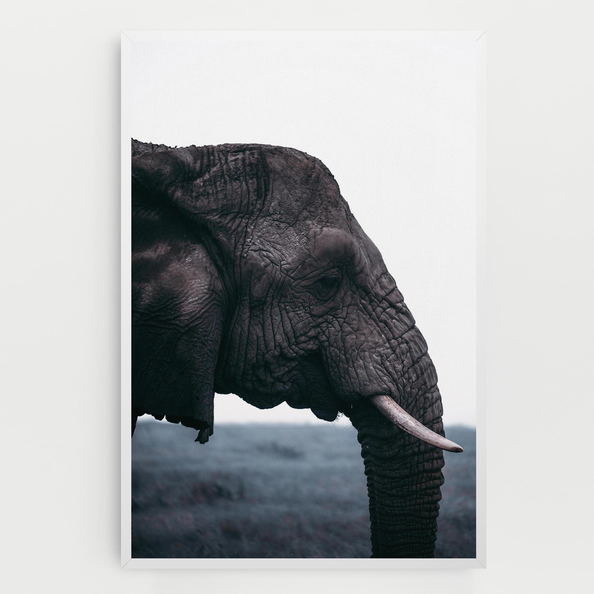 Vászonkép Close Grey Eelephant mockup 0