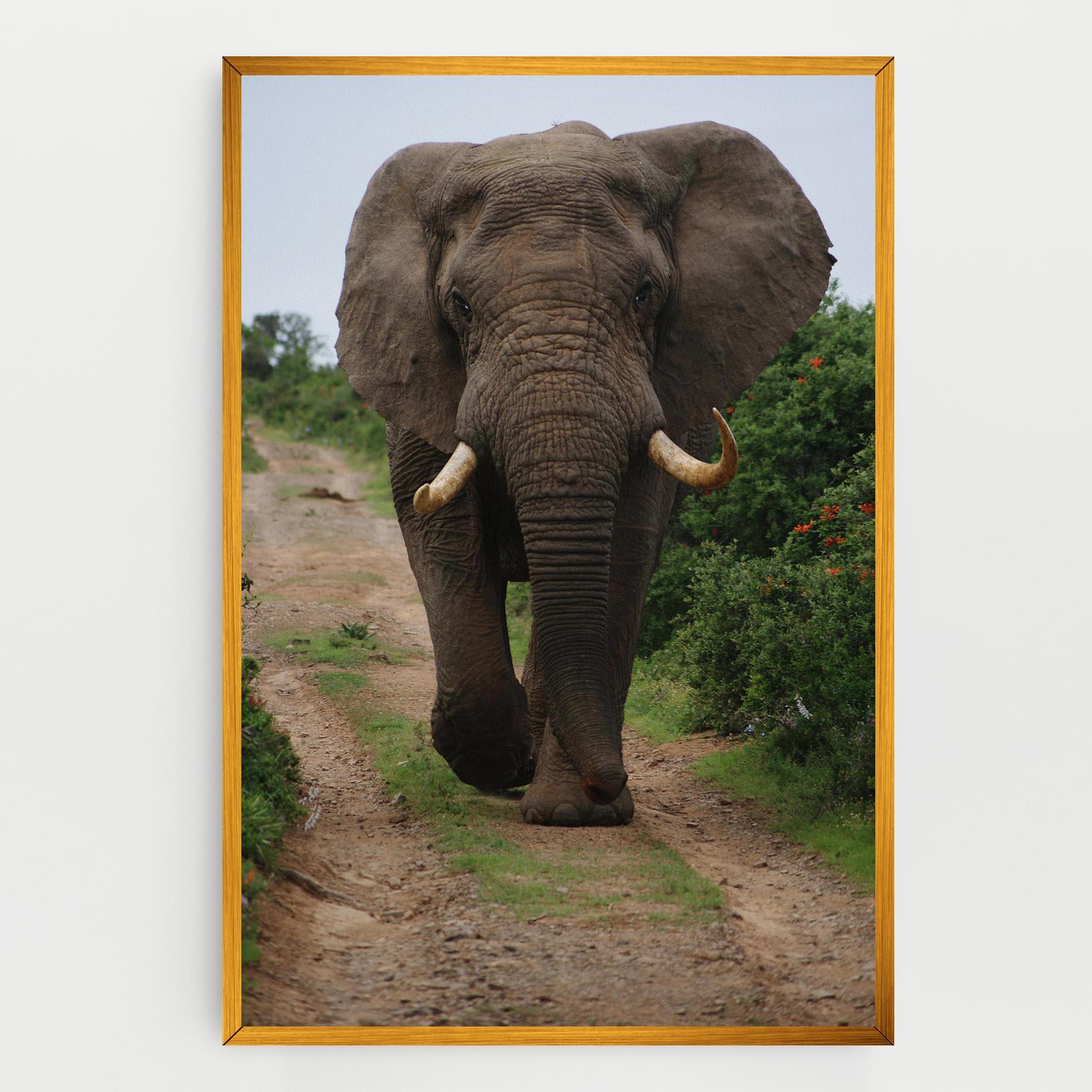Vászonkép Elephant Safari mockup 0