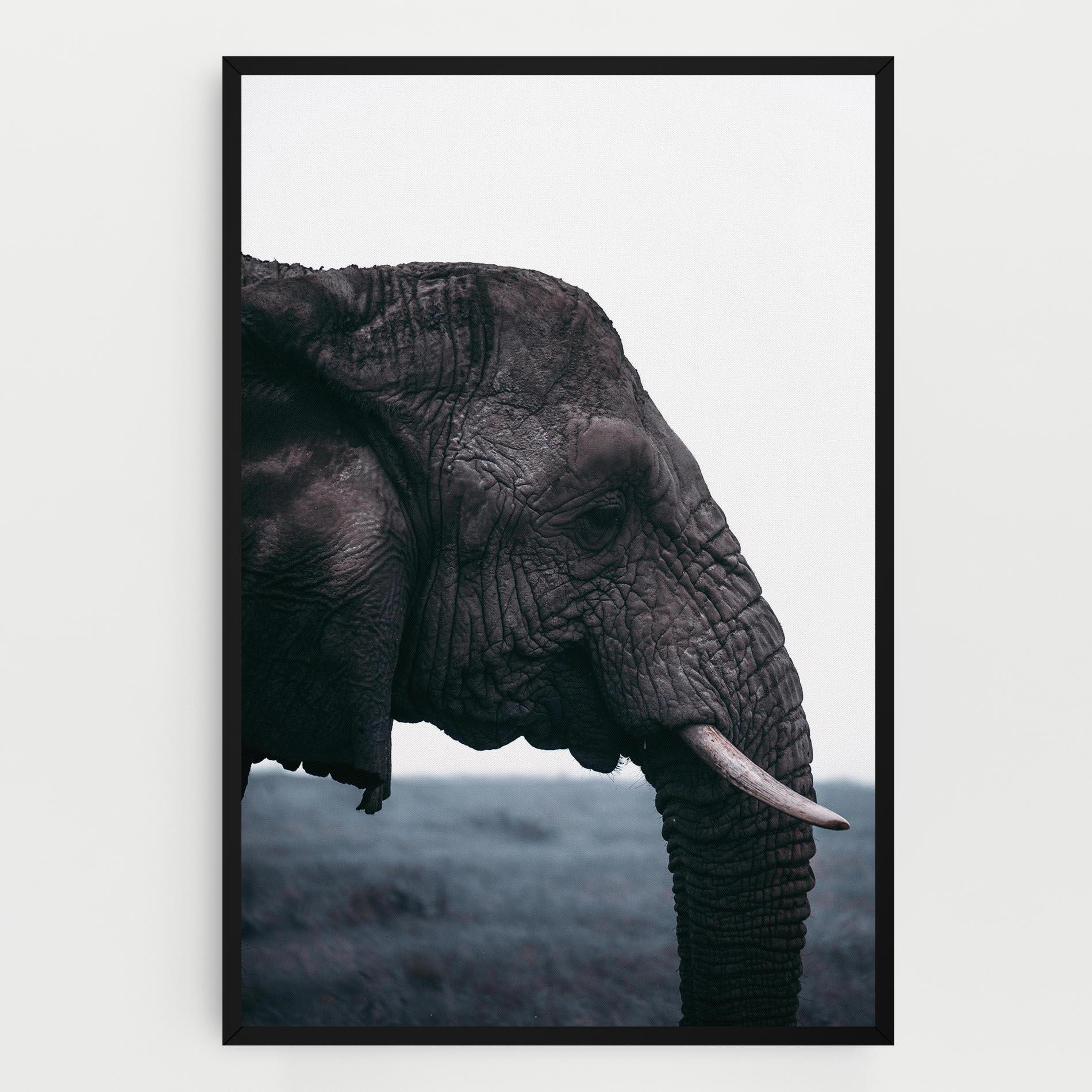Vászonkép Close Grey Eelephant mockup 0