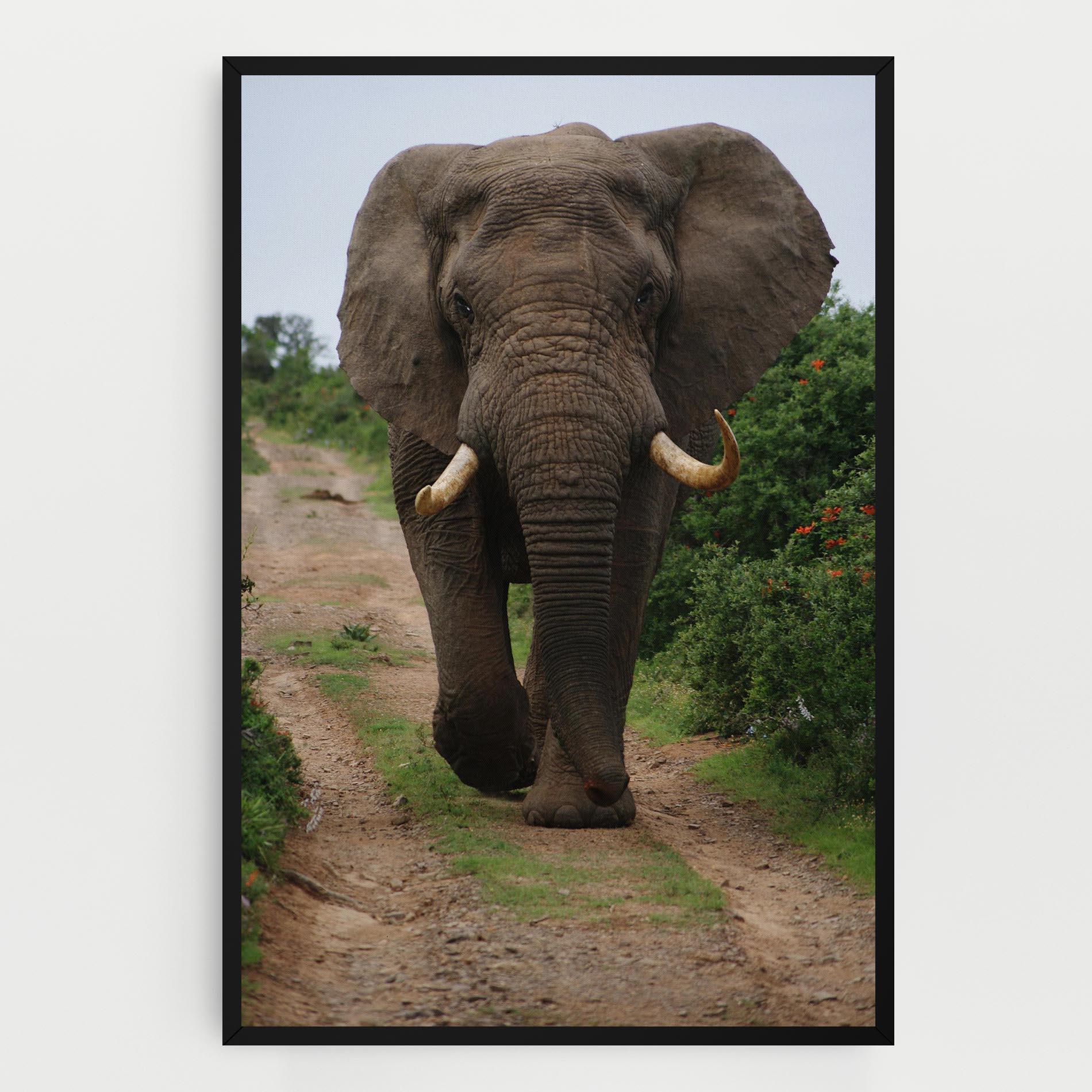 Vászonkép Elephant Safari mockup 0