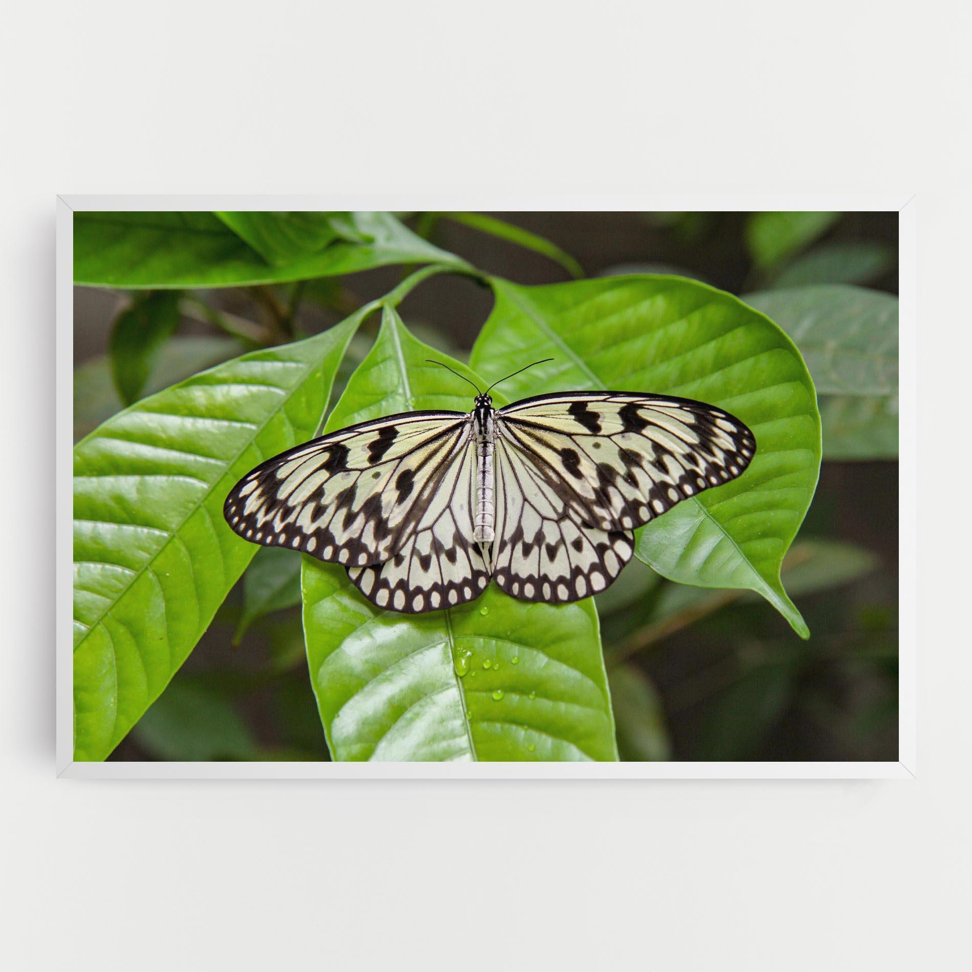 Vászonkép Beautiful White Butterfly mockup 0