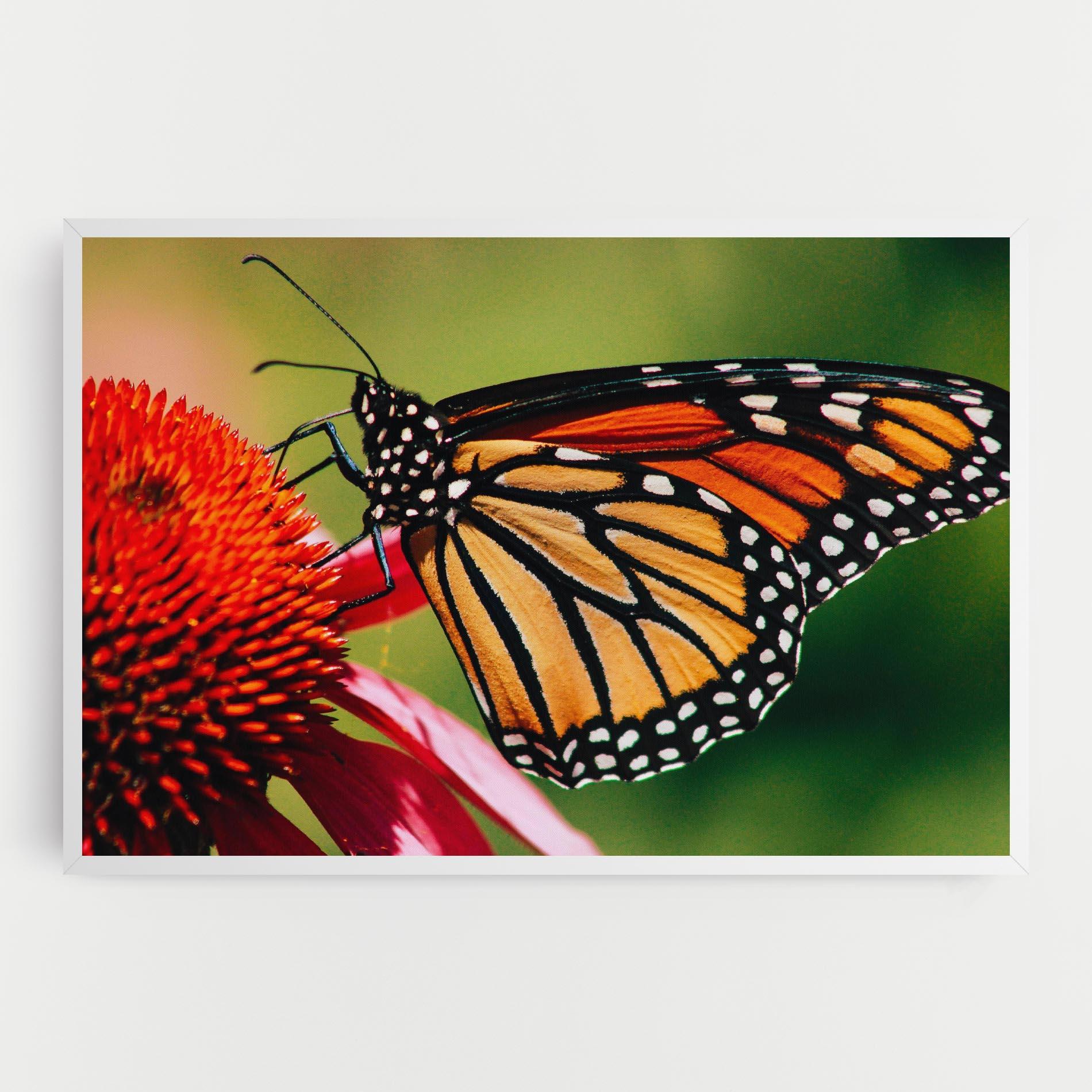 Vászonkép Big Orange Butterfly mockup 0