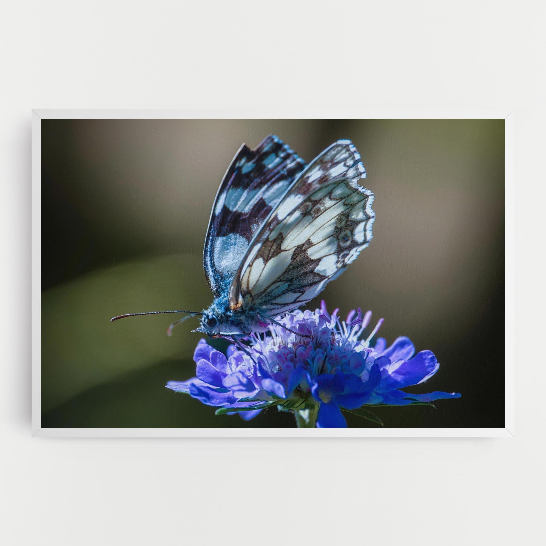 Vászonkép Blue Butterfly In Nature mockup 0