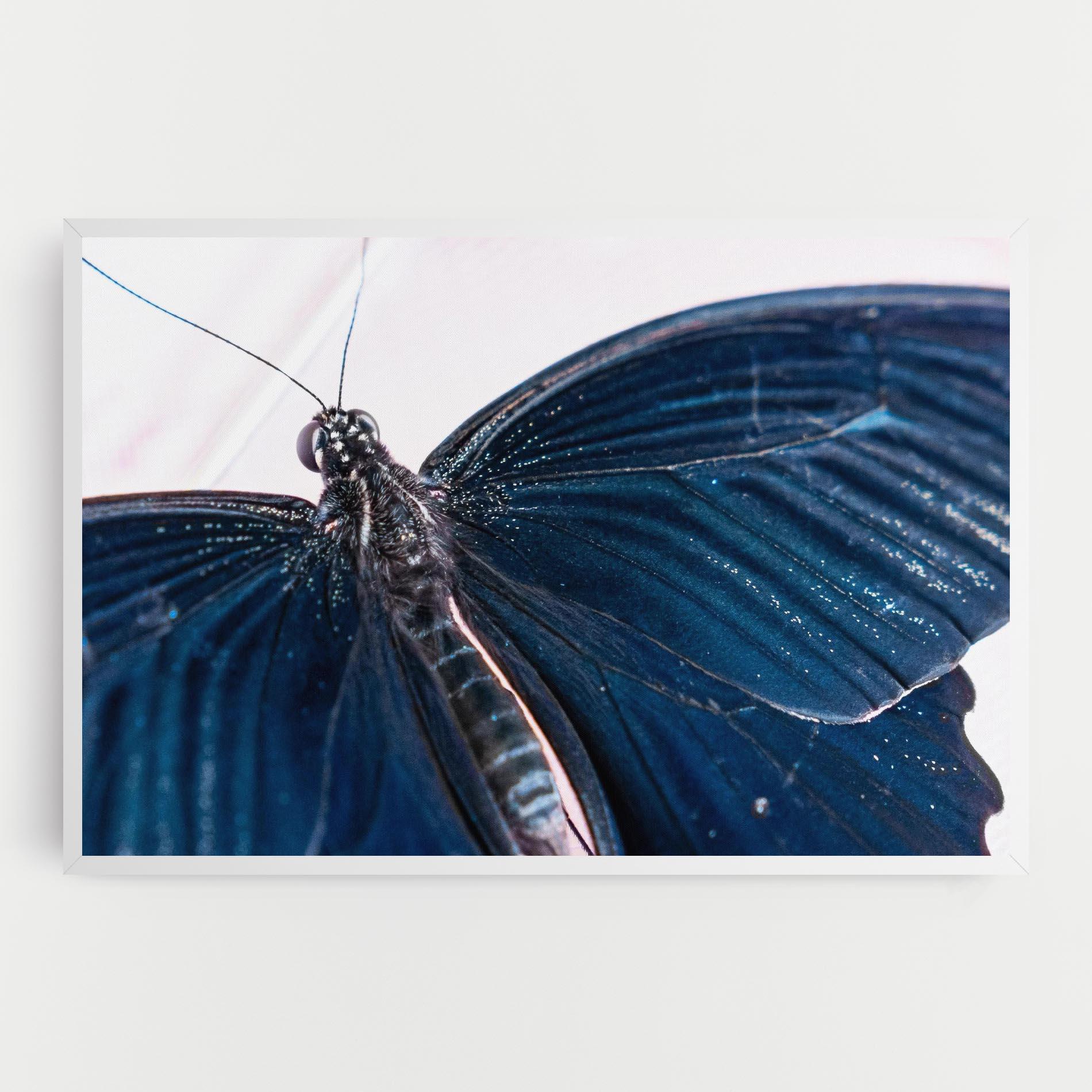 Vászonkép Blue Butterfly mockup 0