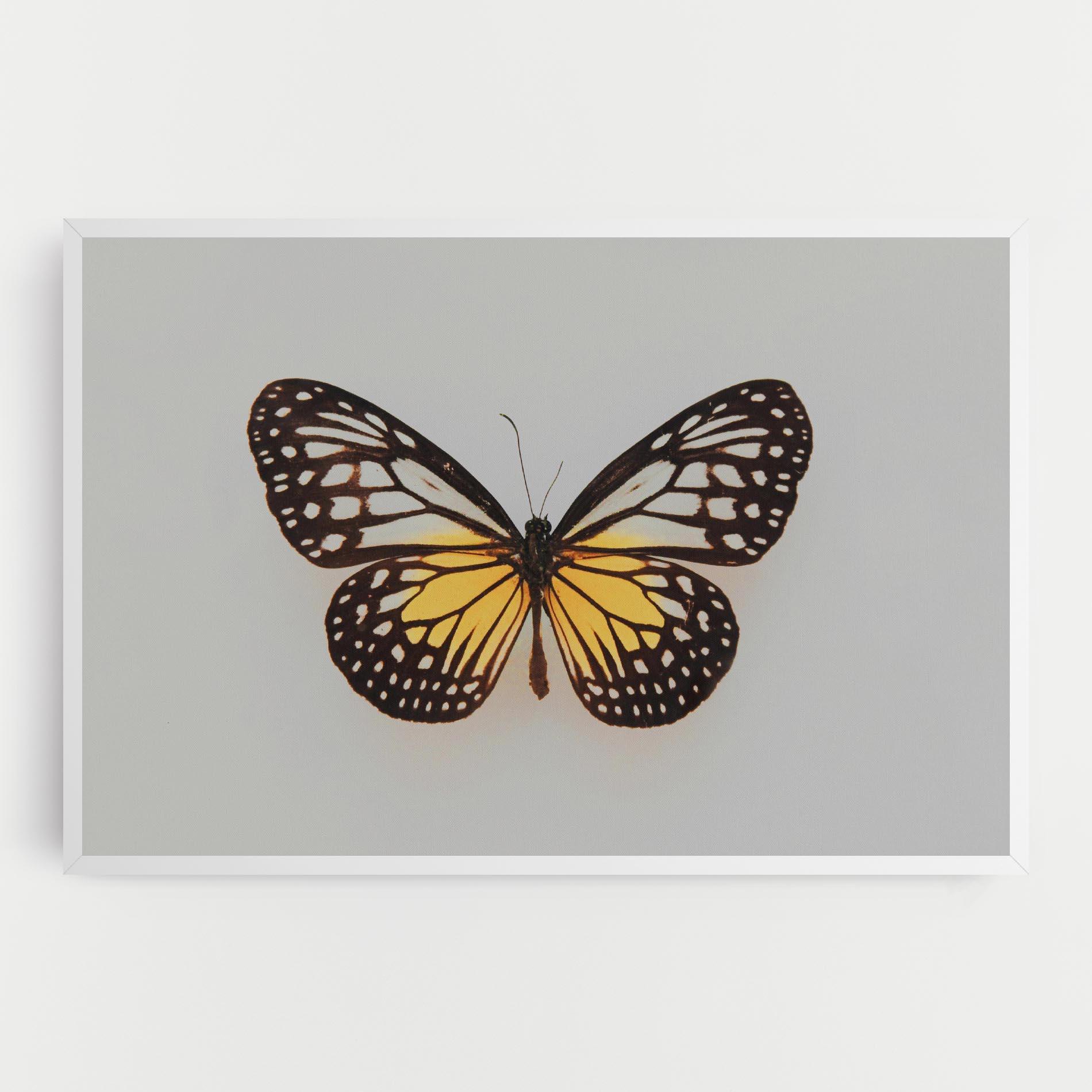 Vászonkép Butterfly On Grey mockup 0