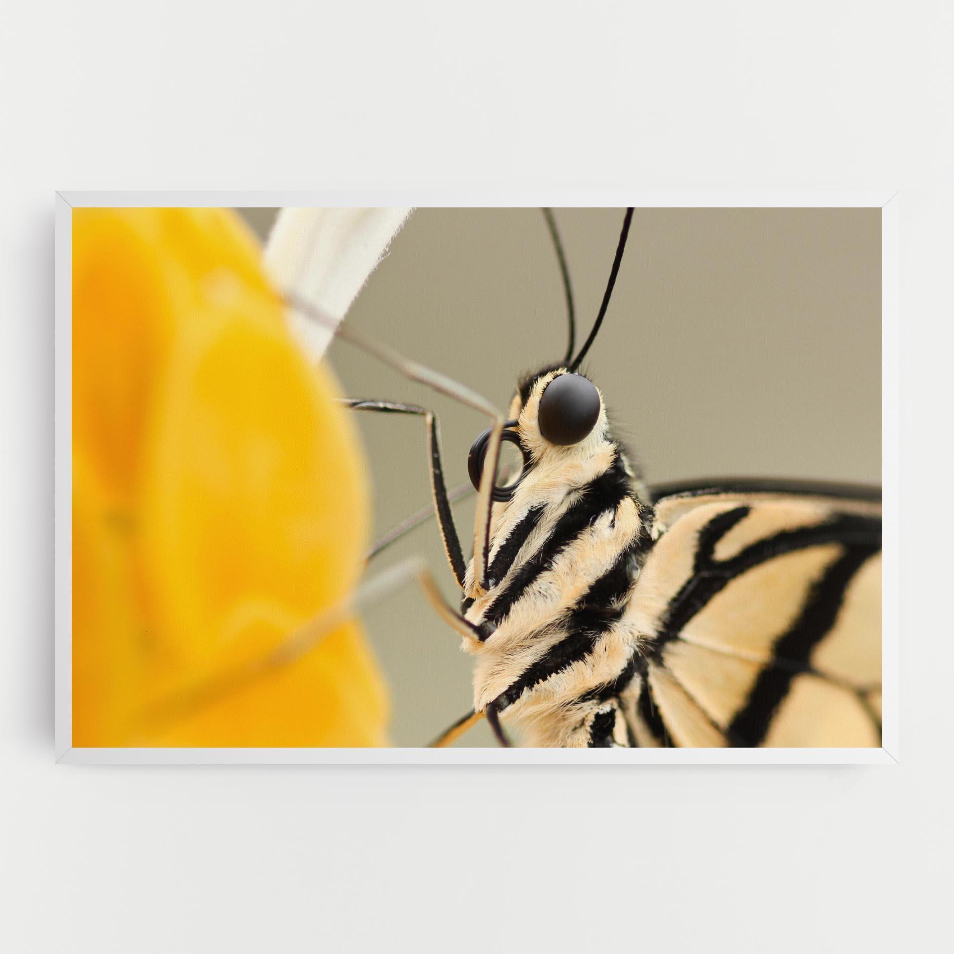 Vászonkép Close Up Cream Butterfly mockup 0