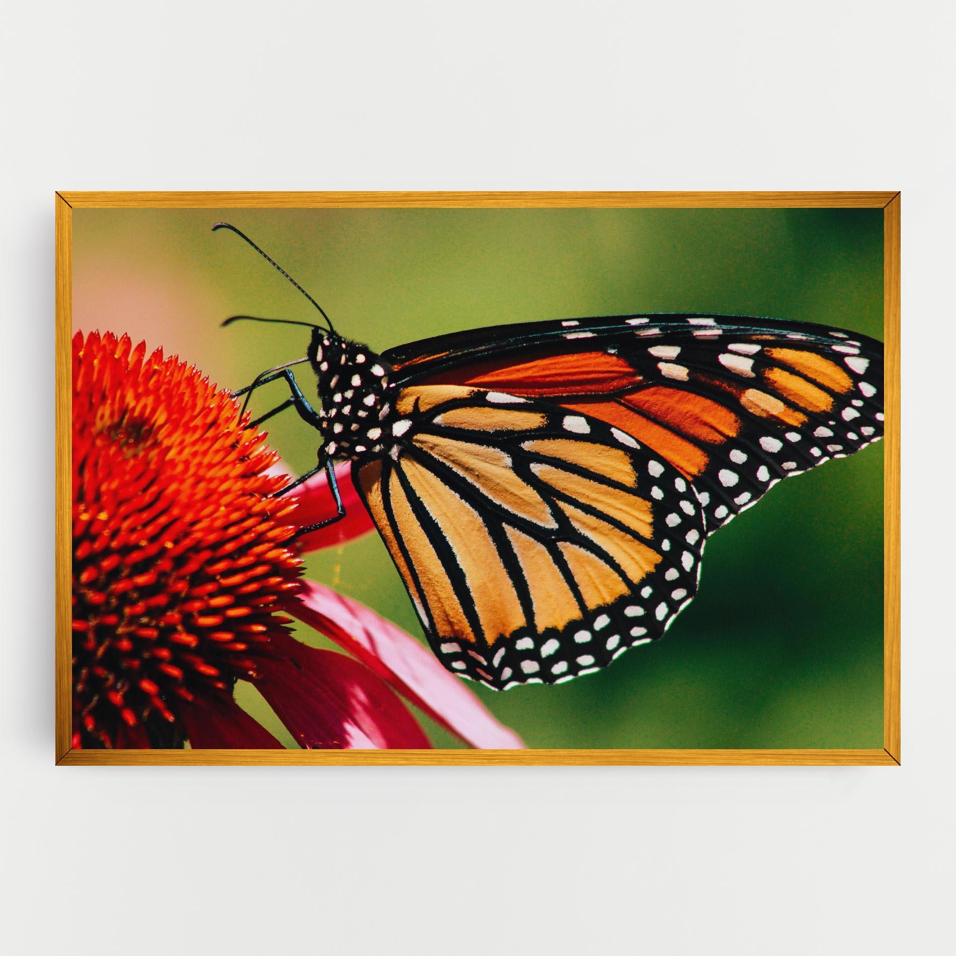 Vászonkép Big Orange Butterfly mockup 0