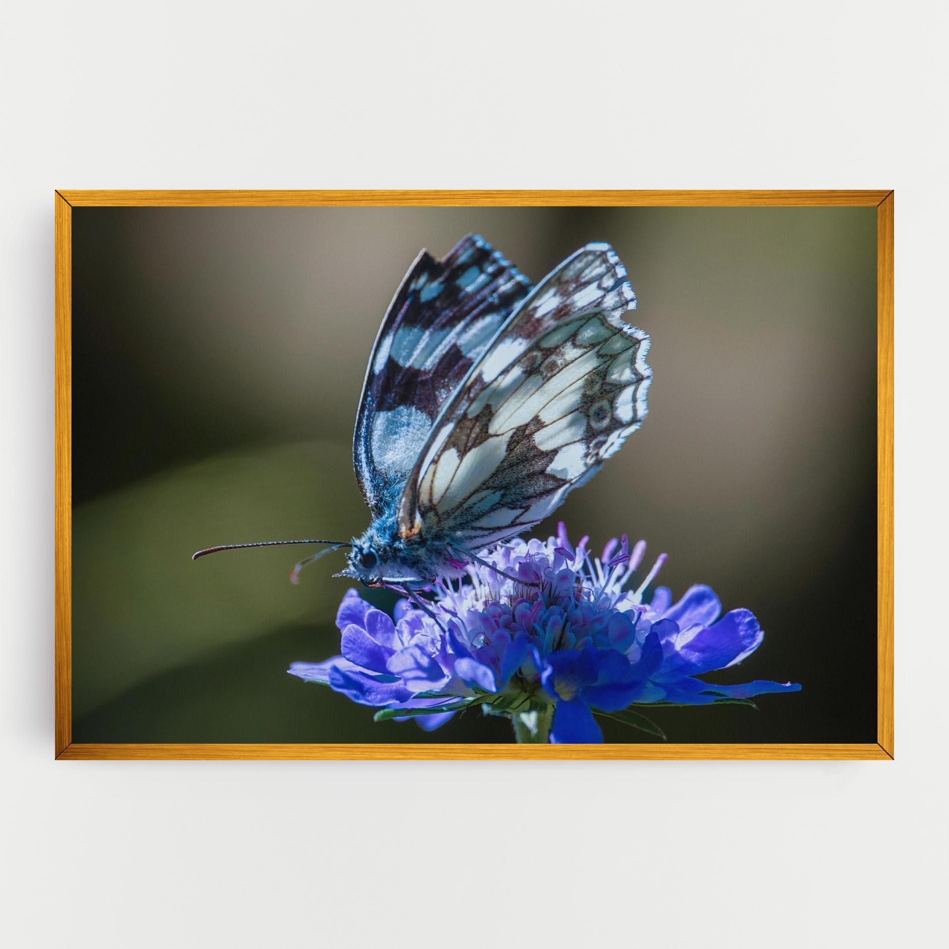 Vászonkép Blue Butterfly In Nature mockup 0