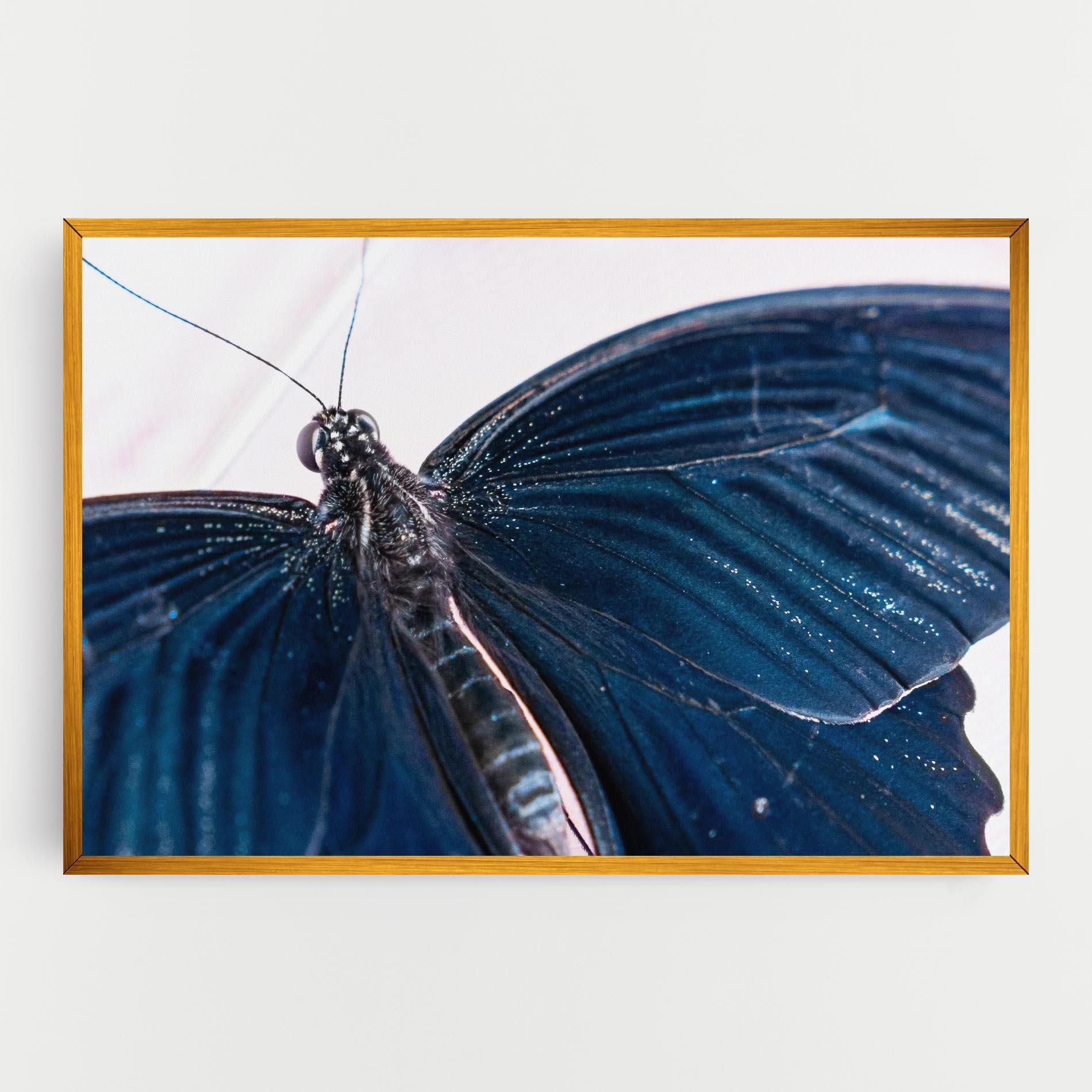 Vászonkép Blue Butterfly mockup 0