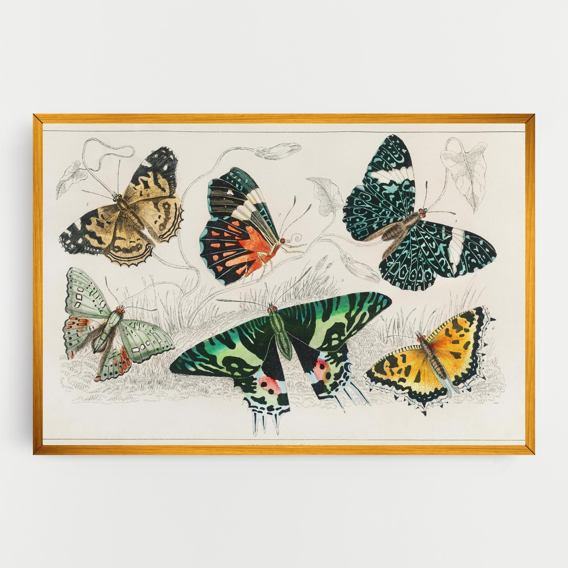 Vászonkép Butterfly Art mockup 0