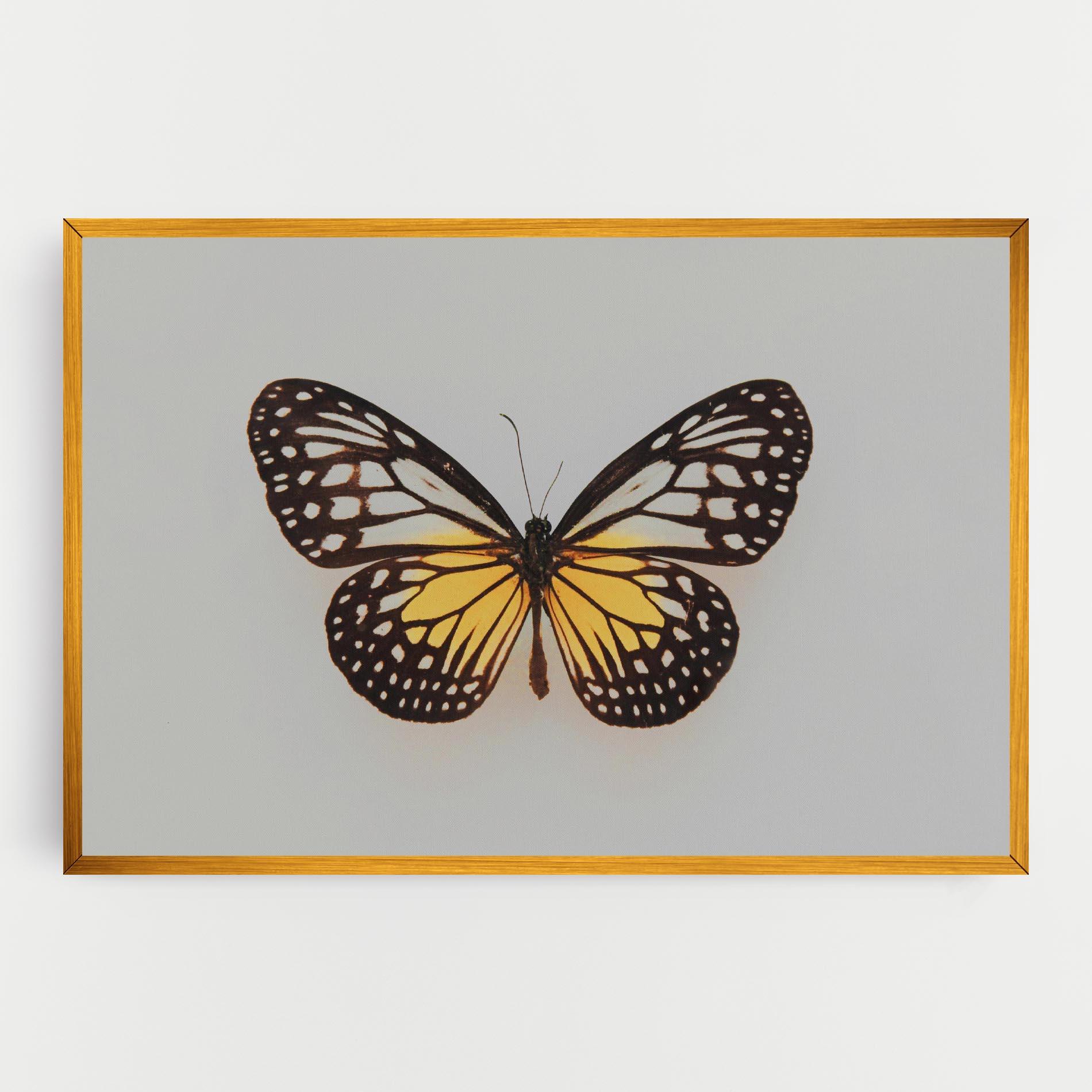Vászonkép Butterfly On Grey mockup 0