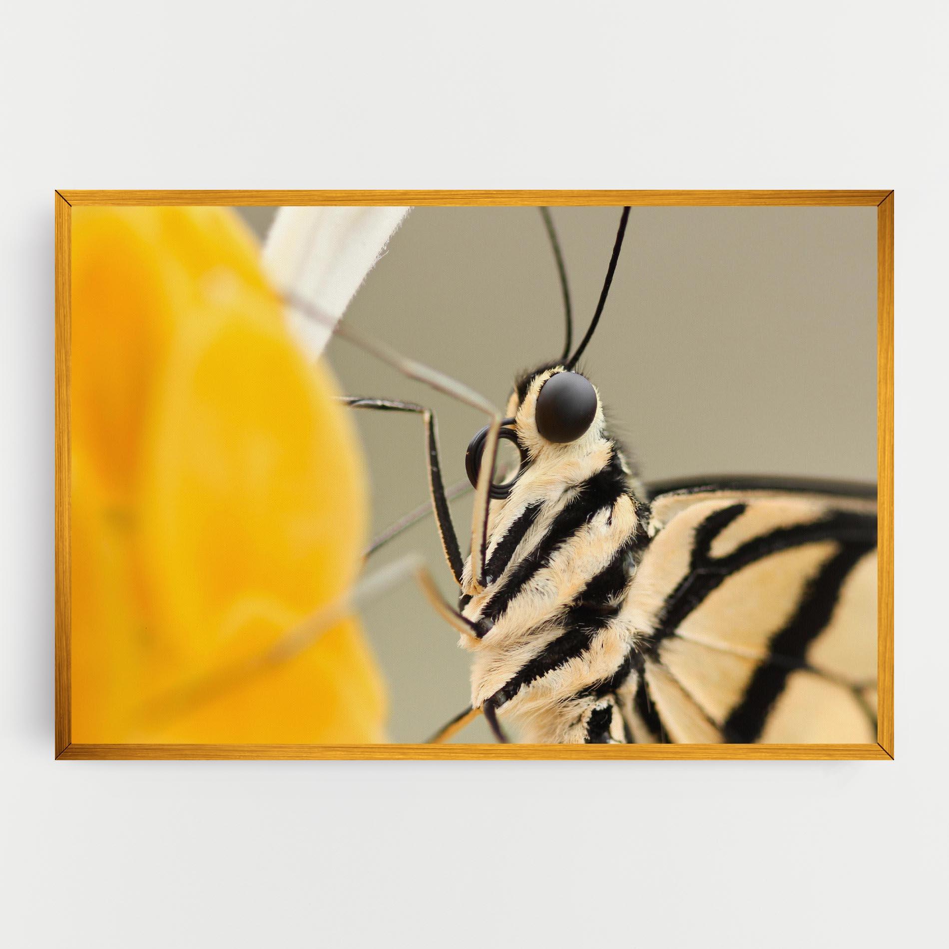 Vászonkép Close Up Cream Butterfly mockup 0