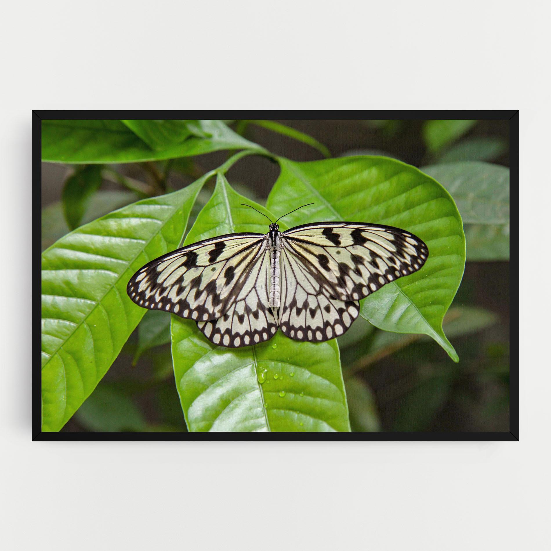 Vászonkép Beautiful White Butterfly mockup 0