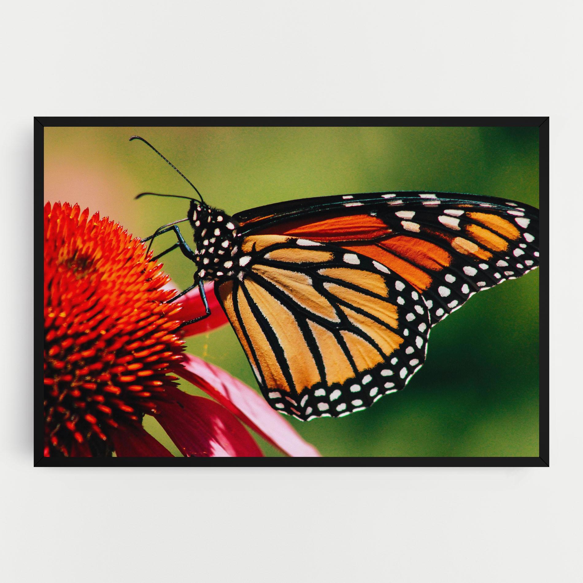 Vászonkép Big Orange Butterfly mockup 0