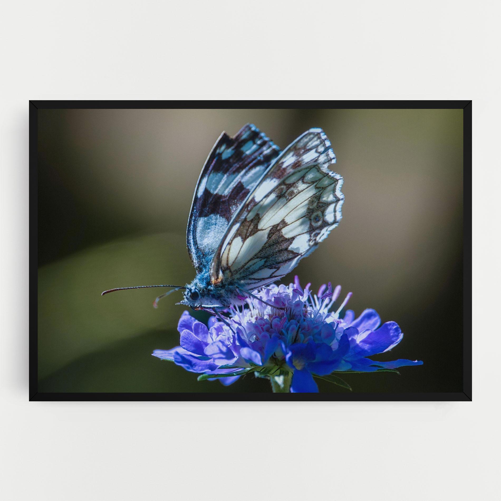 Vászonkép Blue Butterfly In Nature mockup 0