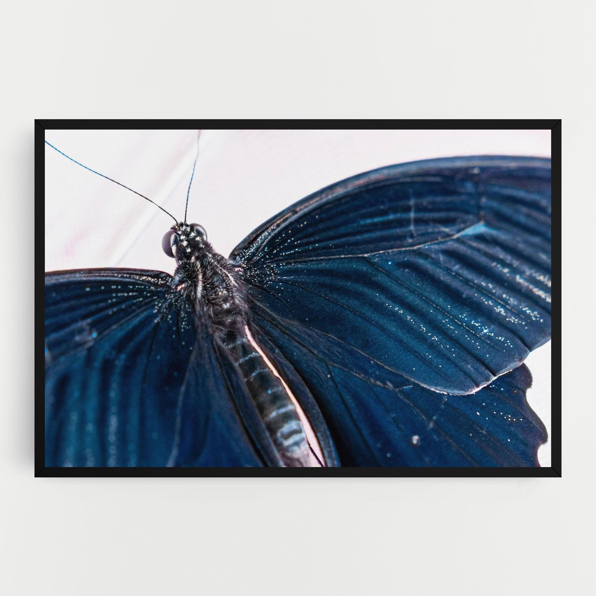Vászonkép Blue Butterfly mockup 0
