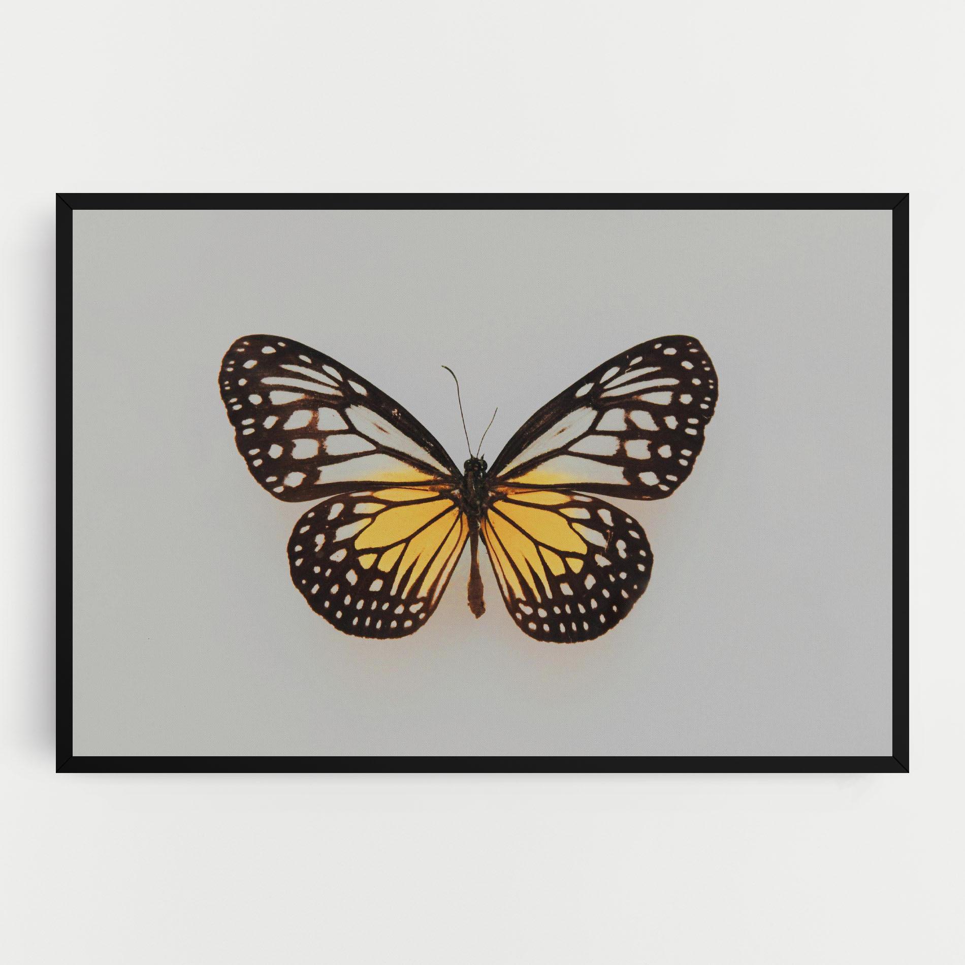 Vászonkép Butterfly On Grey mockup 0