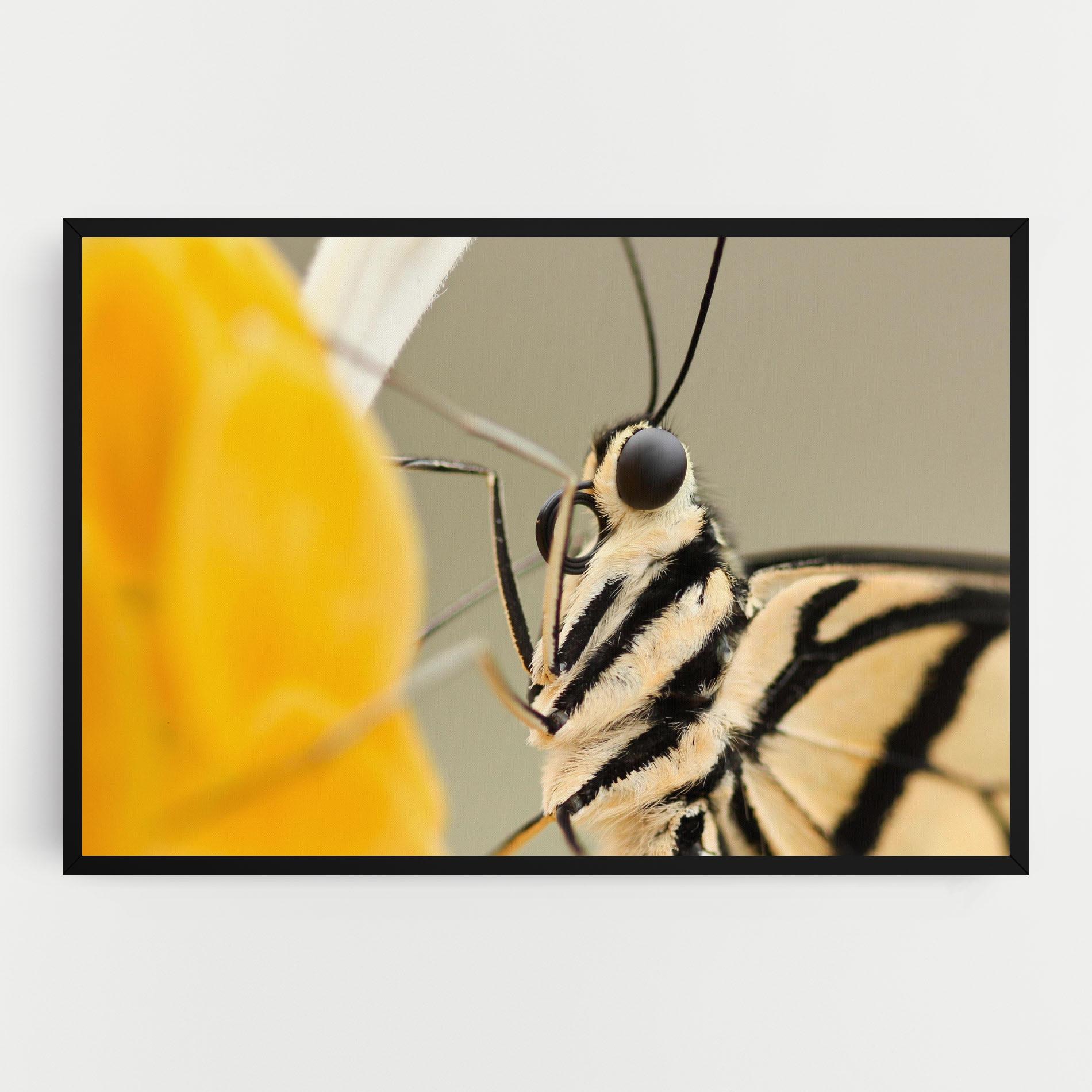 Vászonkép Close Up Cream Butterfly mockup 0