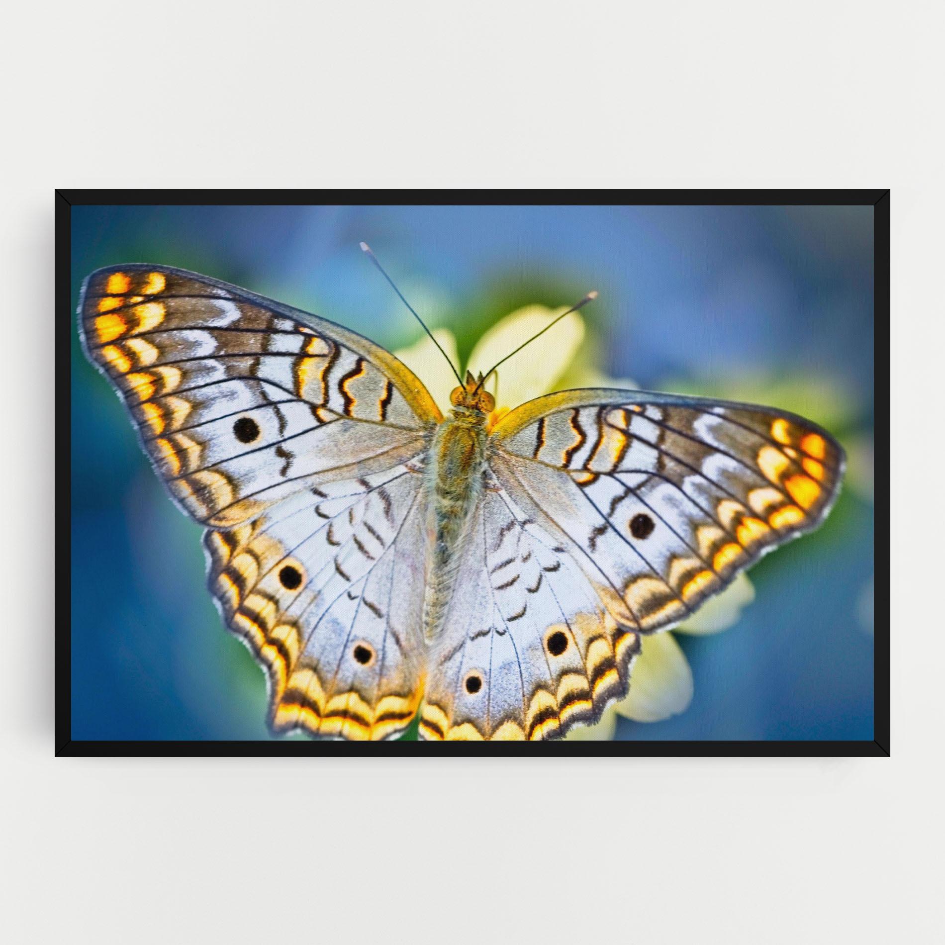 Vászonkép Yellow Grey Butterfly mockup 0